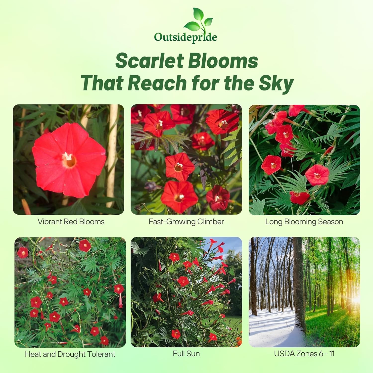 Ipomoea Quamoclit Cardinalis Vine
