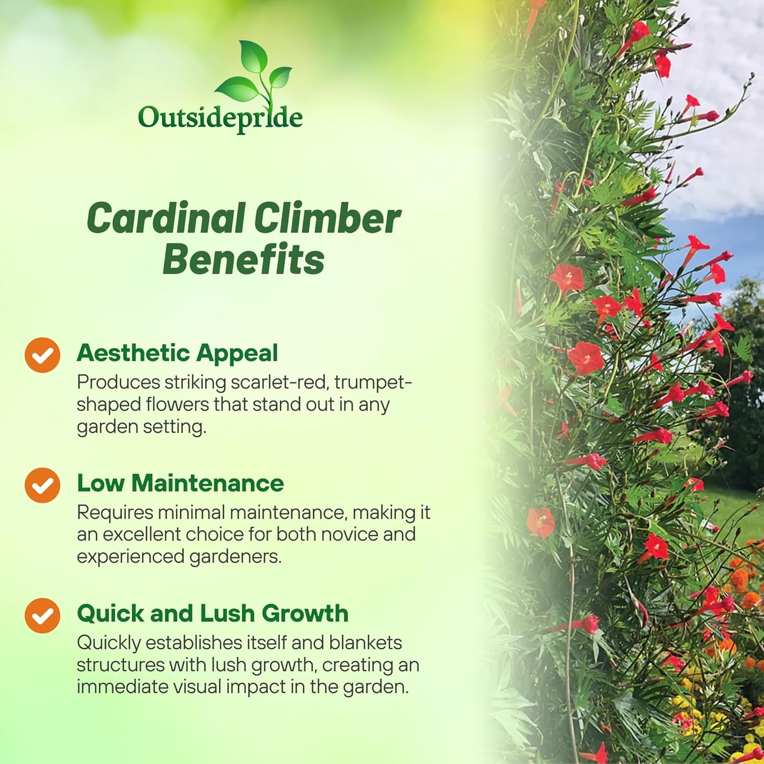 Cardinal Climber Climbing Vine