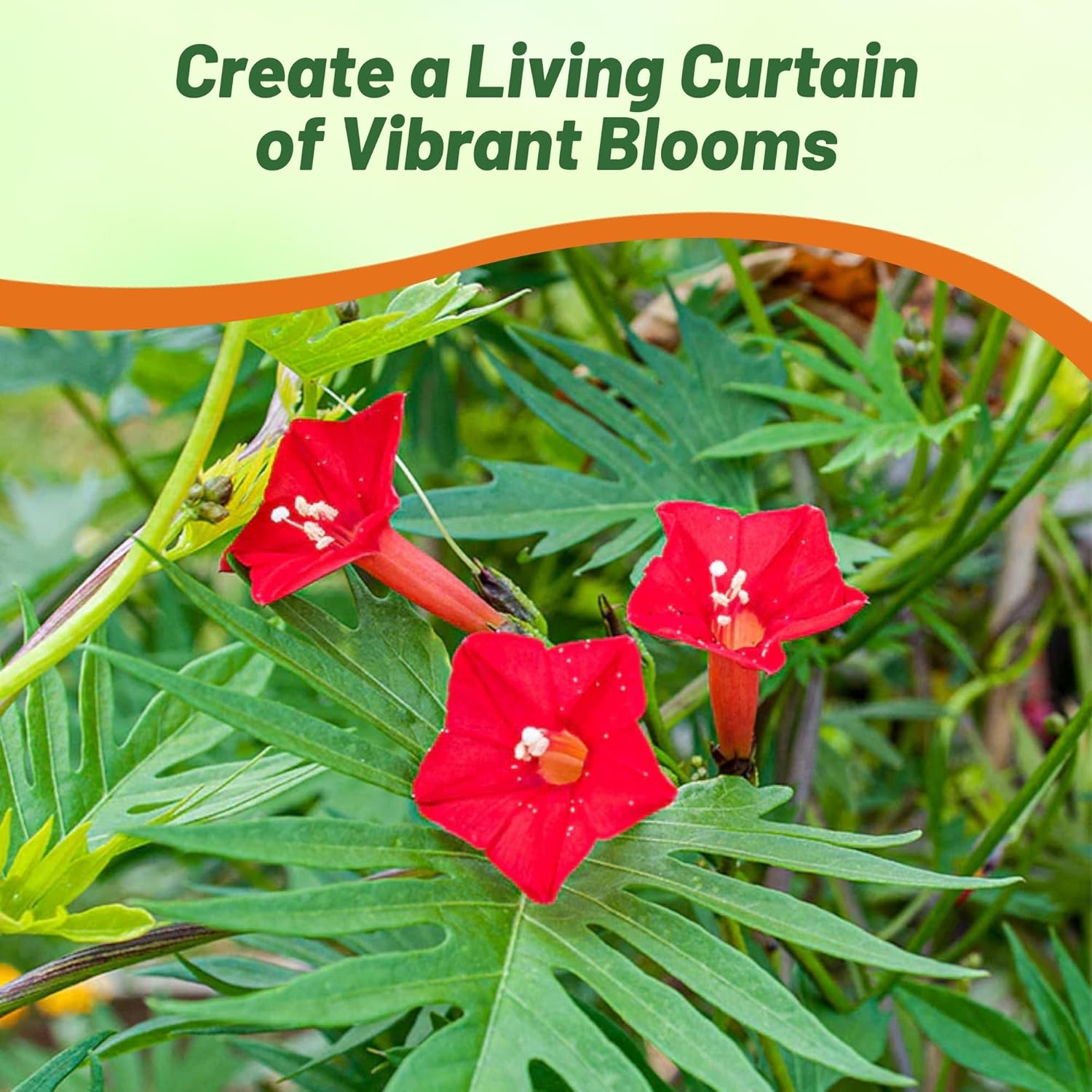 Cardinal Climber Vining Plant Seed