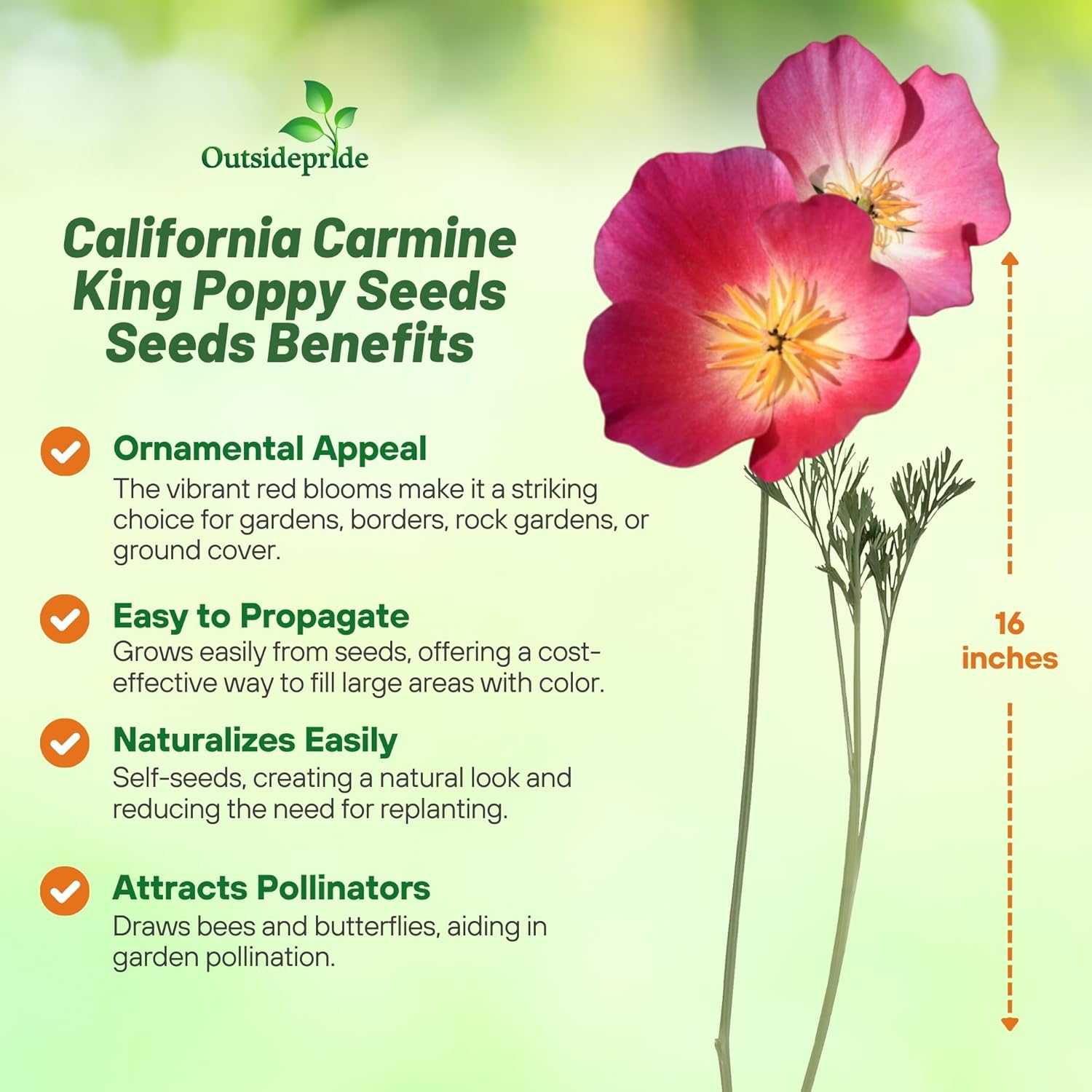 California Poppies Carmine King