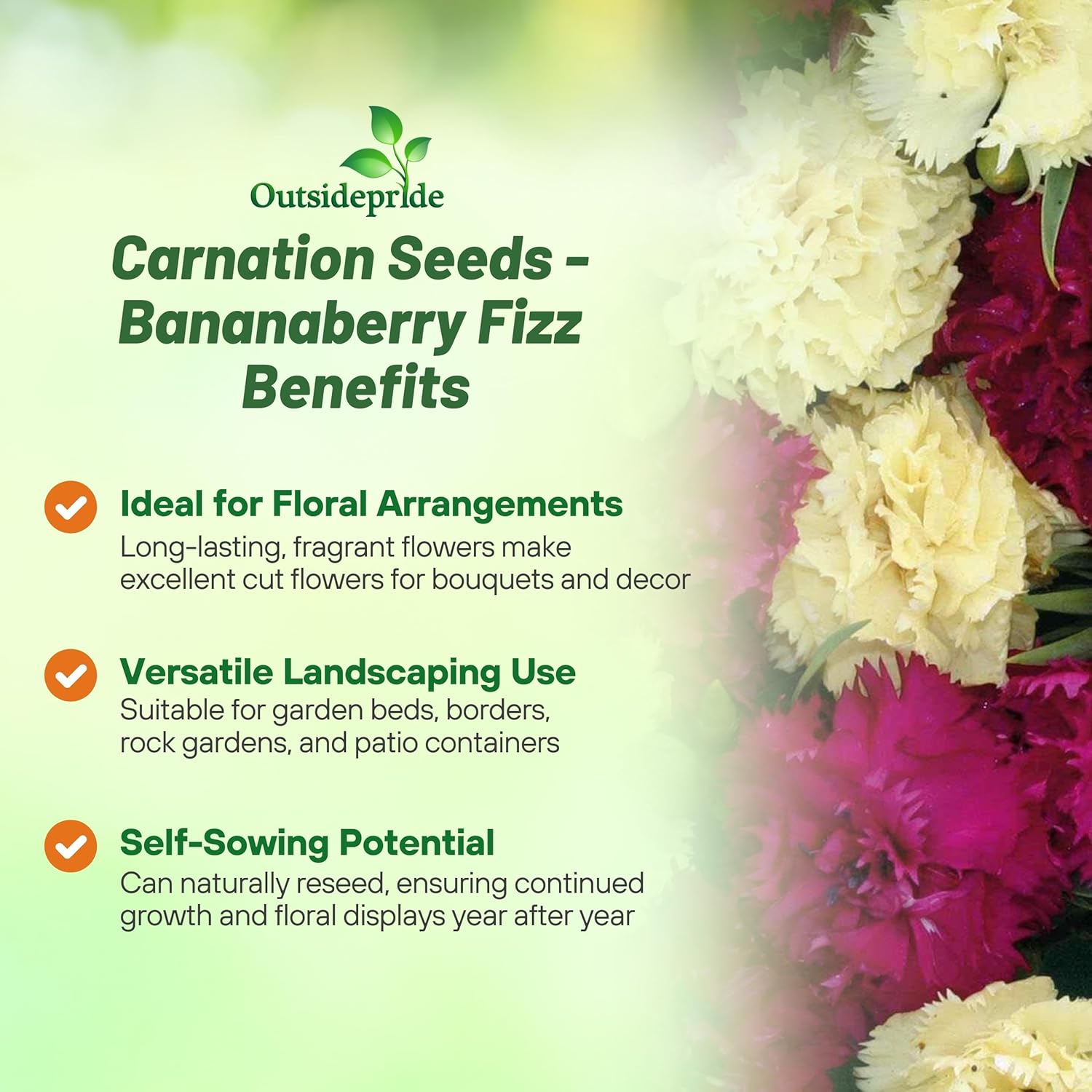 Dianthus Caryophyllus Bananaberry Fizz