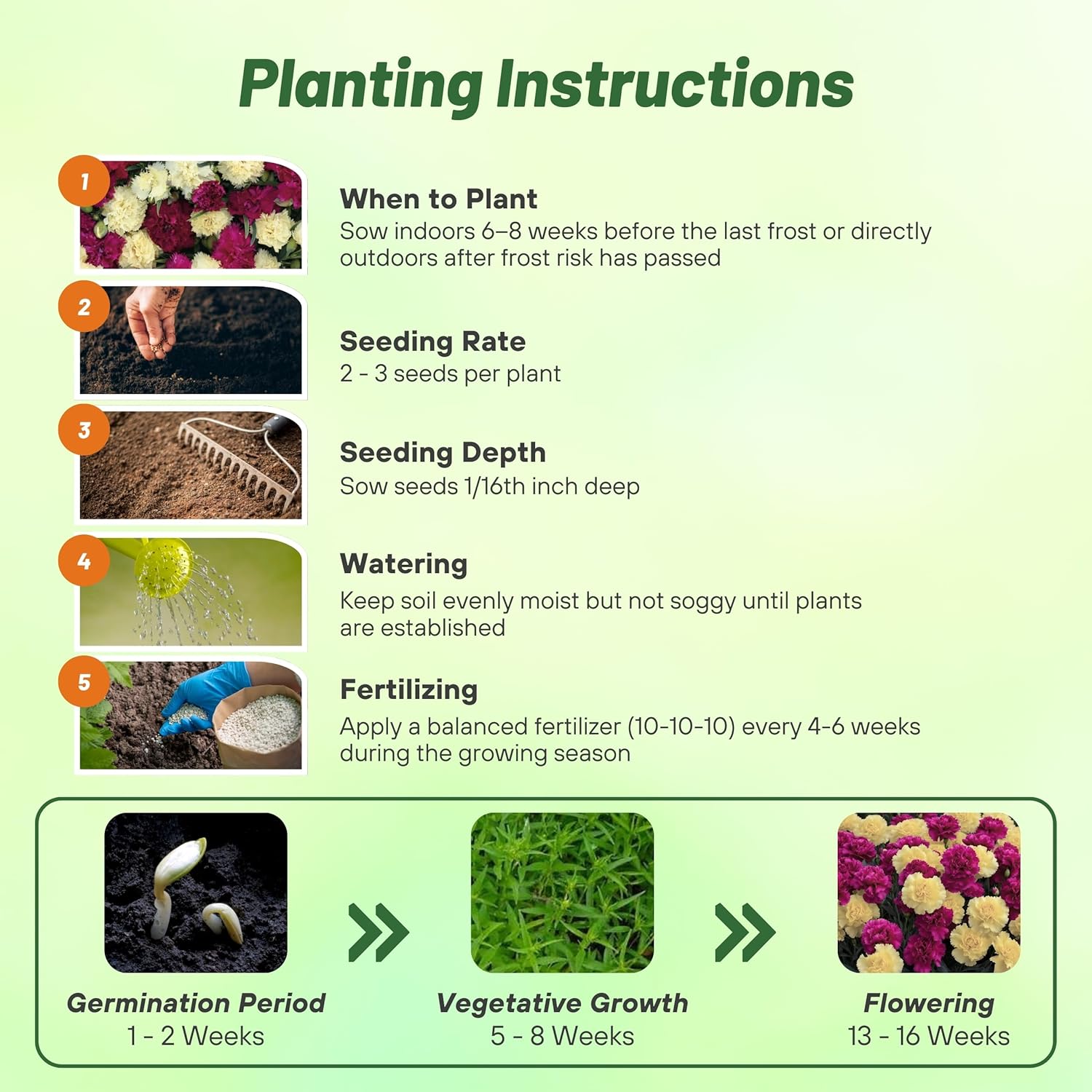 Carnation Bananaberry Fizz Planting Directions