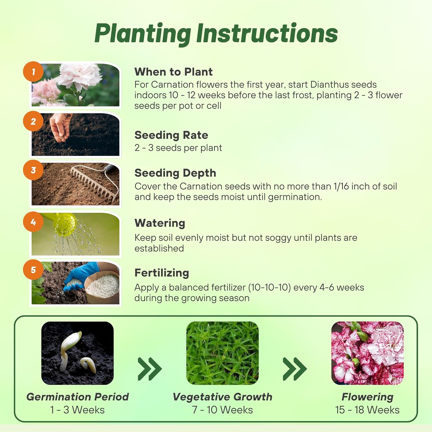 Carnation Raspberry Ripple Planting Diredtions