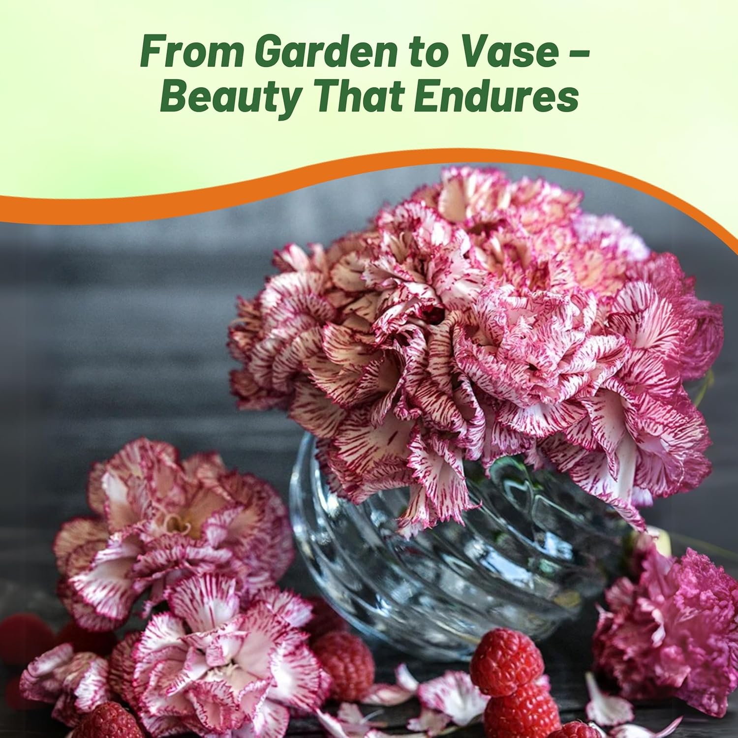 Carnation Raspberry Ripple Seed