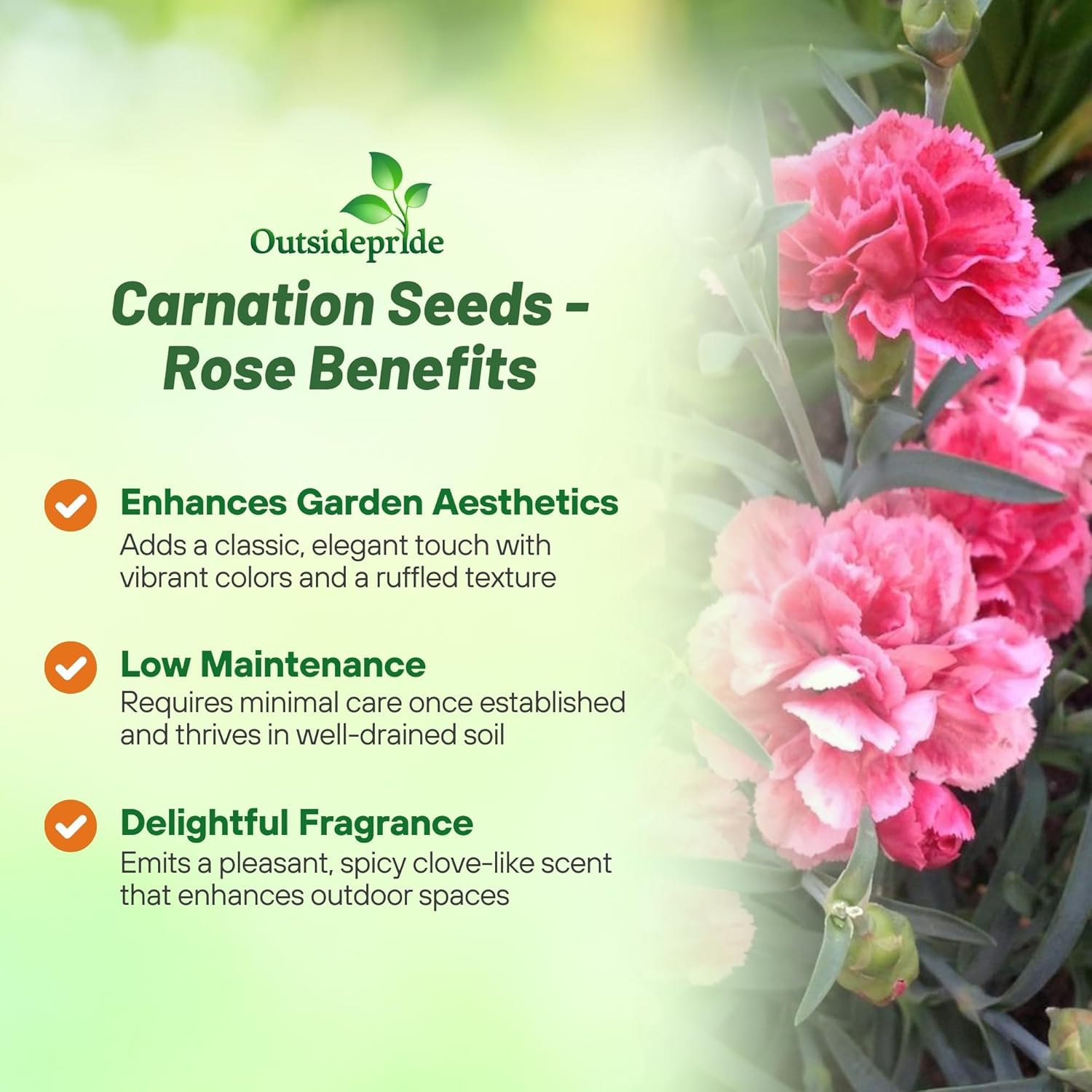Carnation Rose Cut Flowers