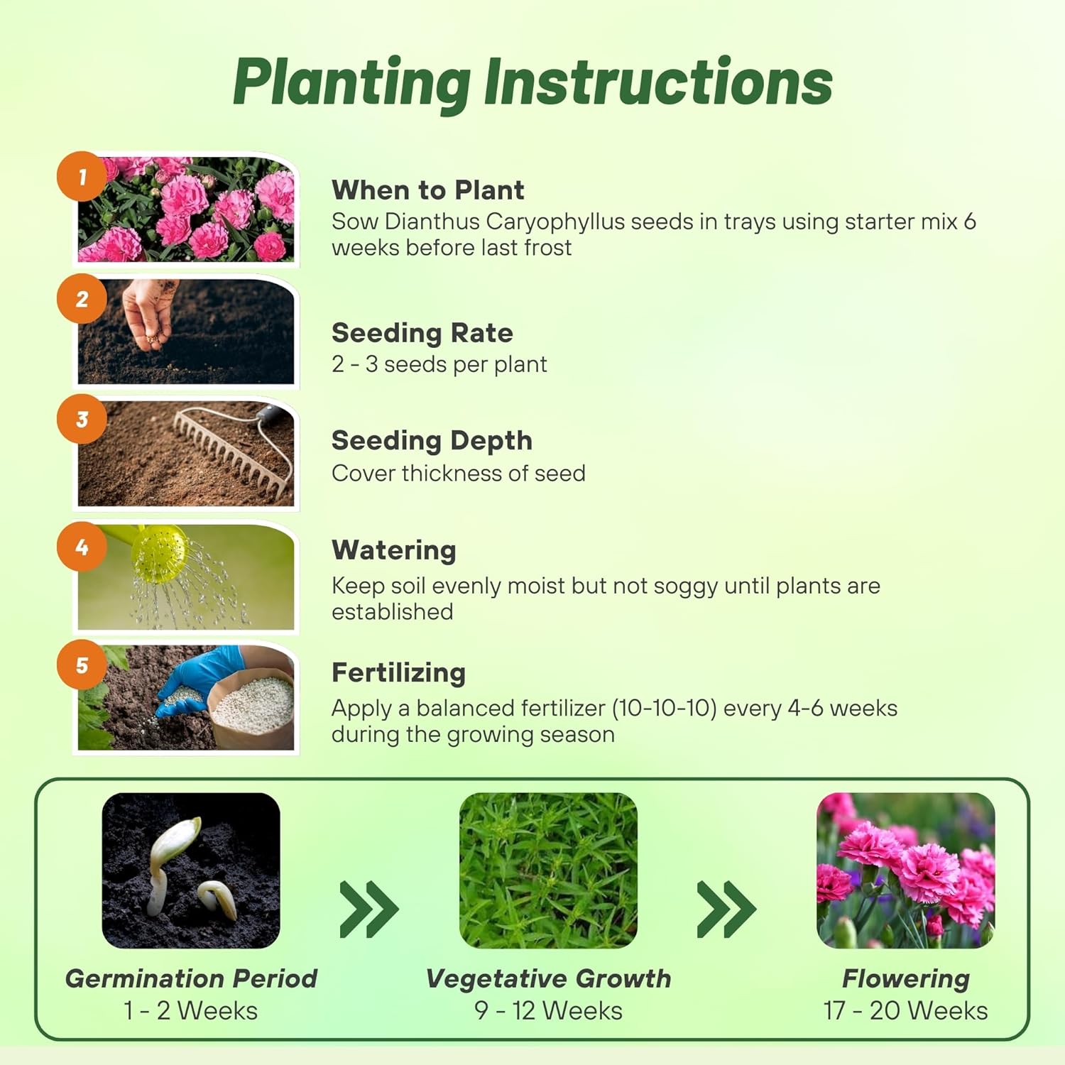 Carnation Rose Planting Directions