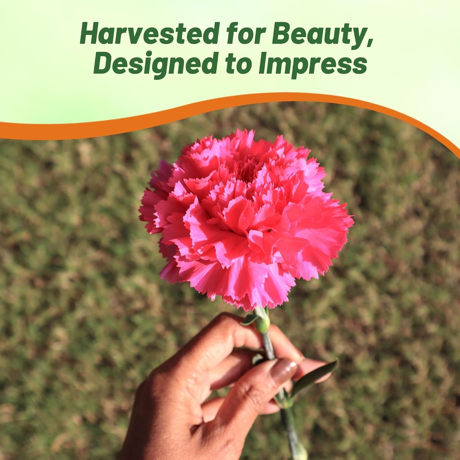 Carnation Rose Flower Seeds