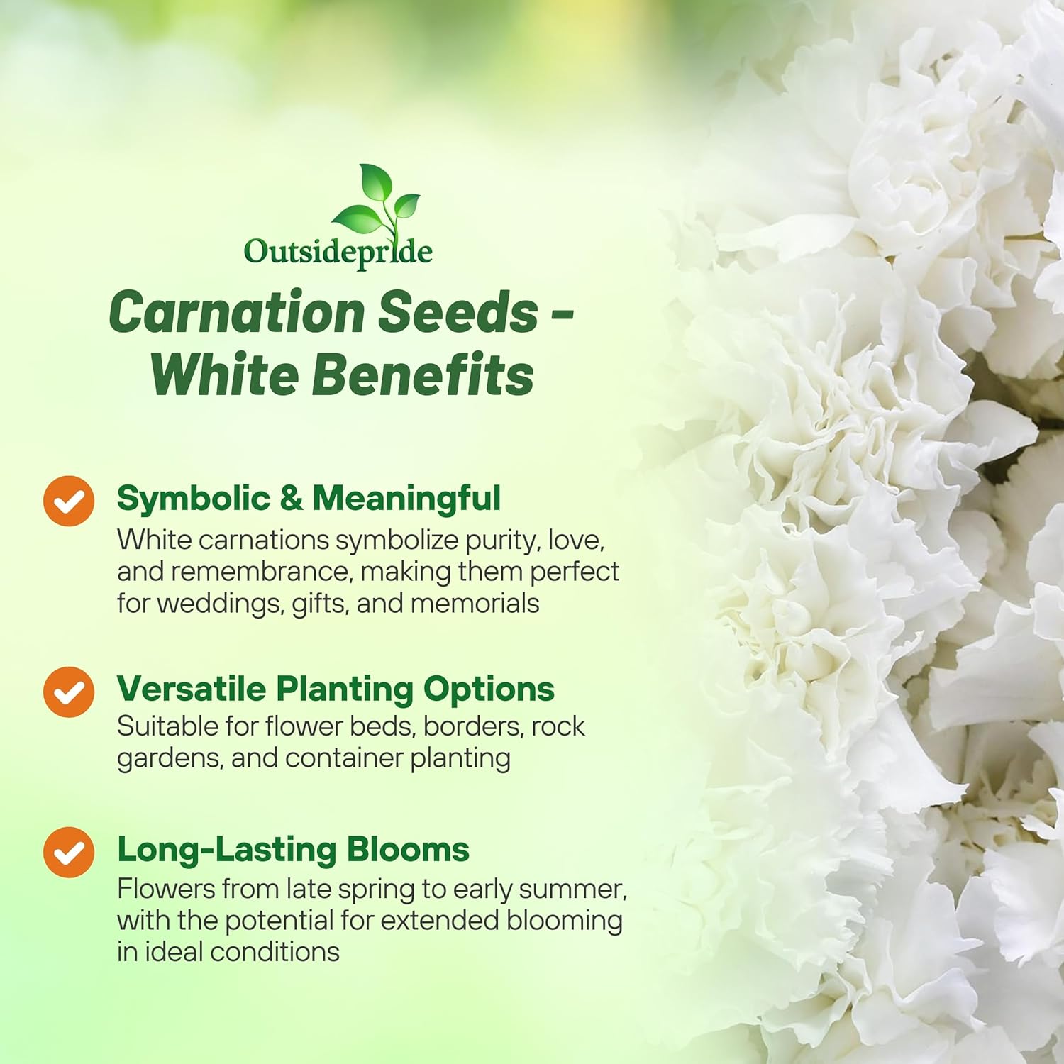 Carnation White Flower Vase