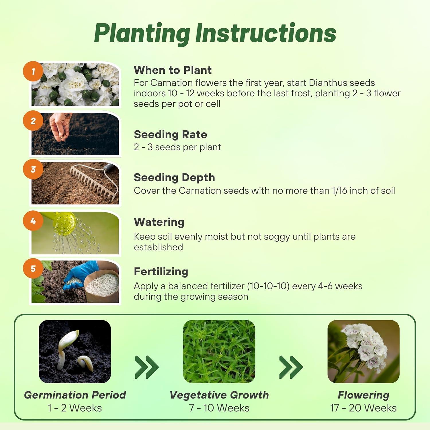 Carnation White Planting Diretions