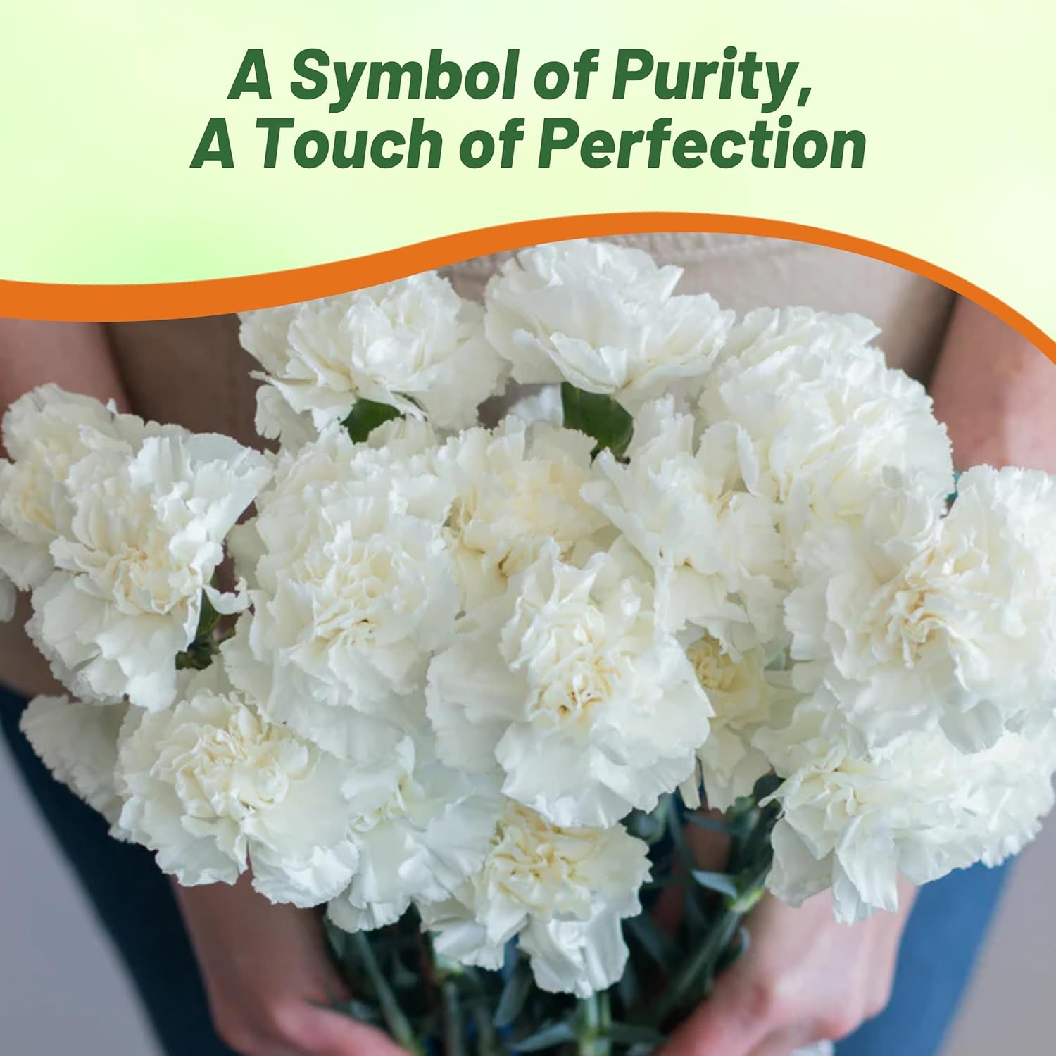 Carnation White Cut Flowers