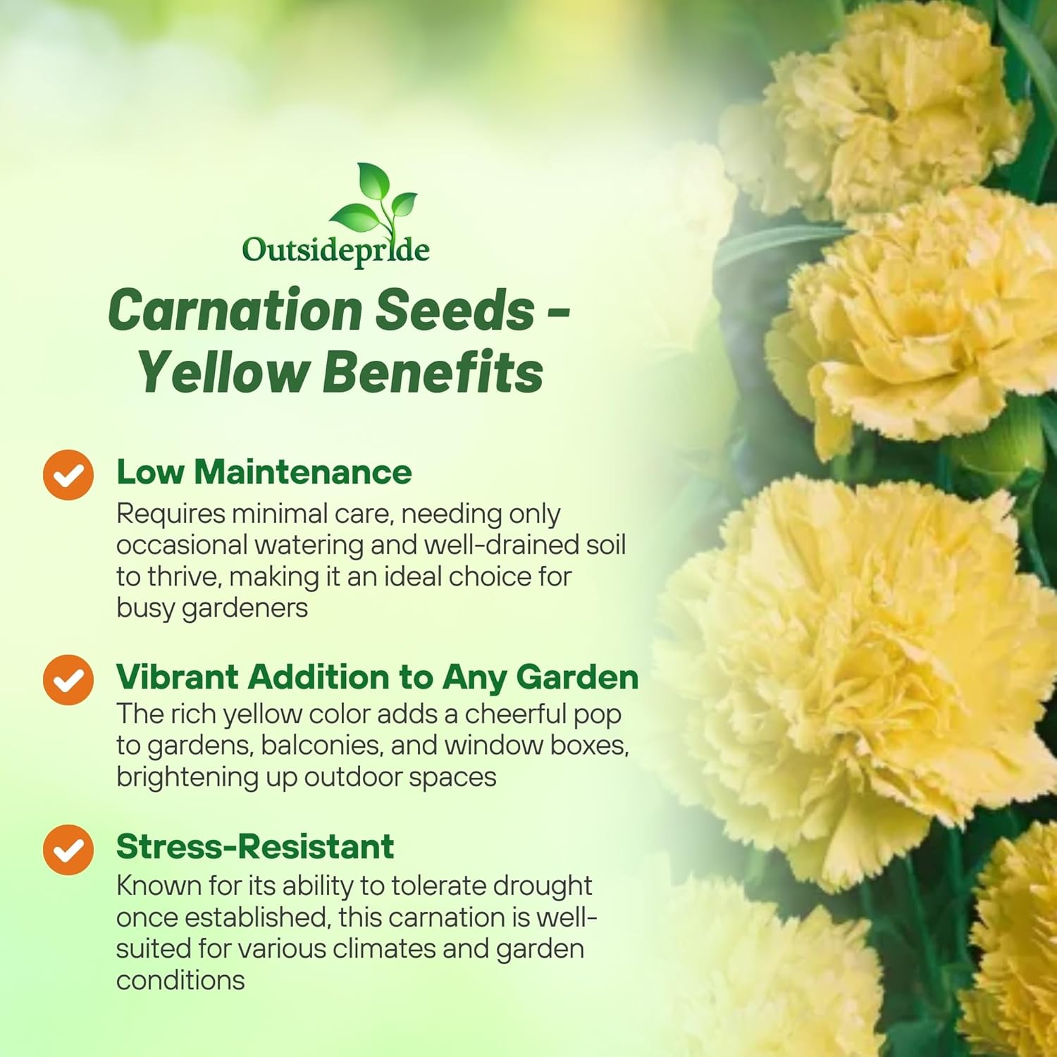 Flowering Yellow Carnation Cut Flowers