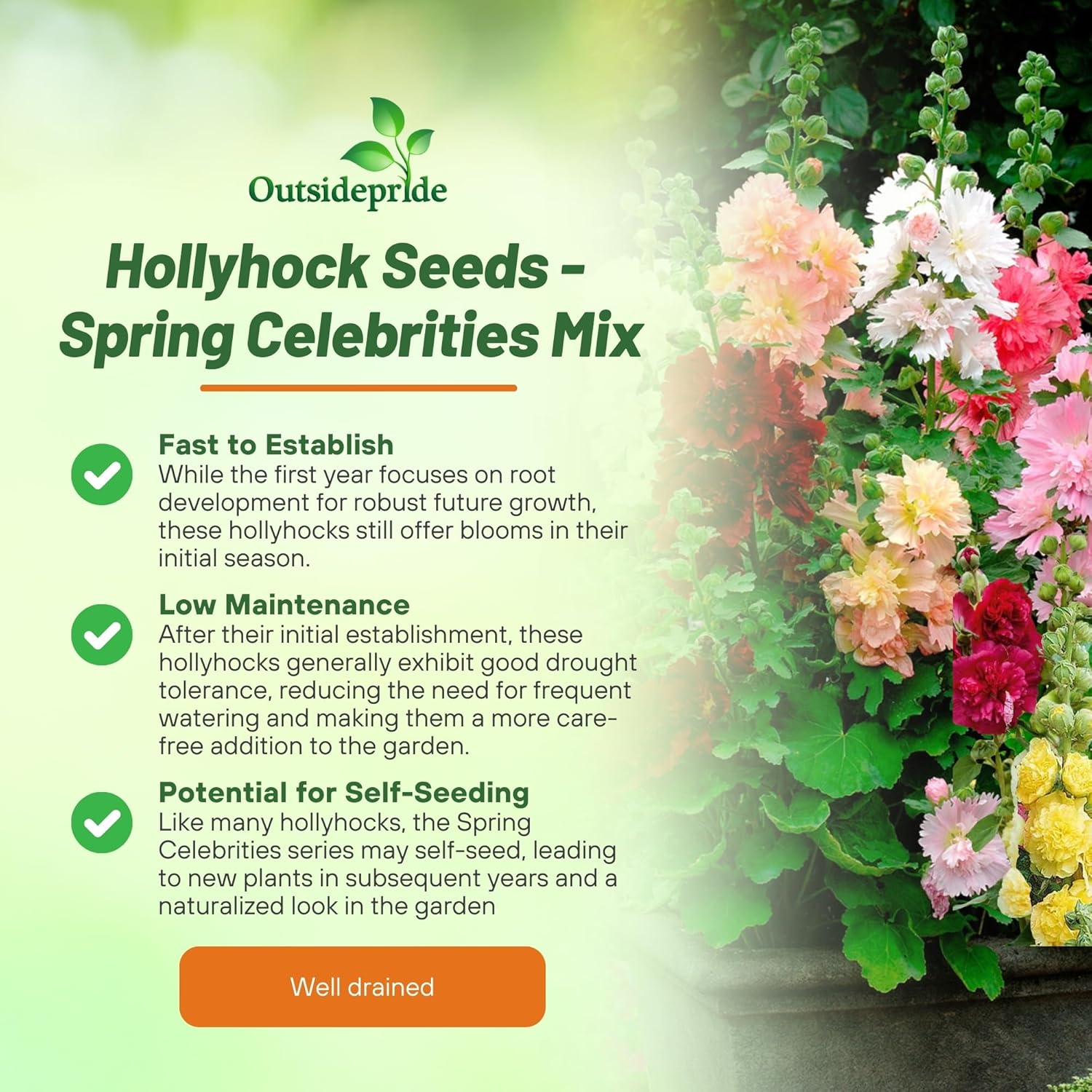 Alcea Rosea Spring Celebrities Mix