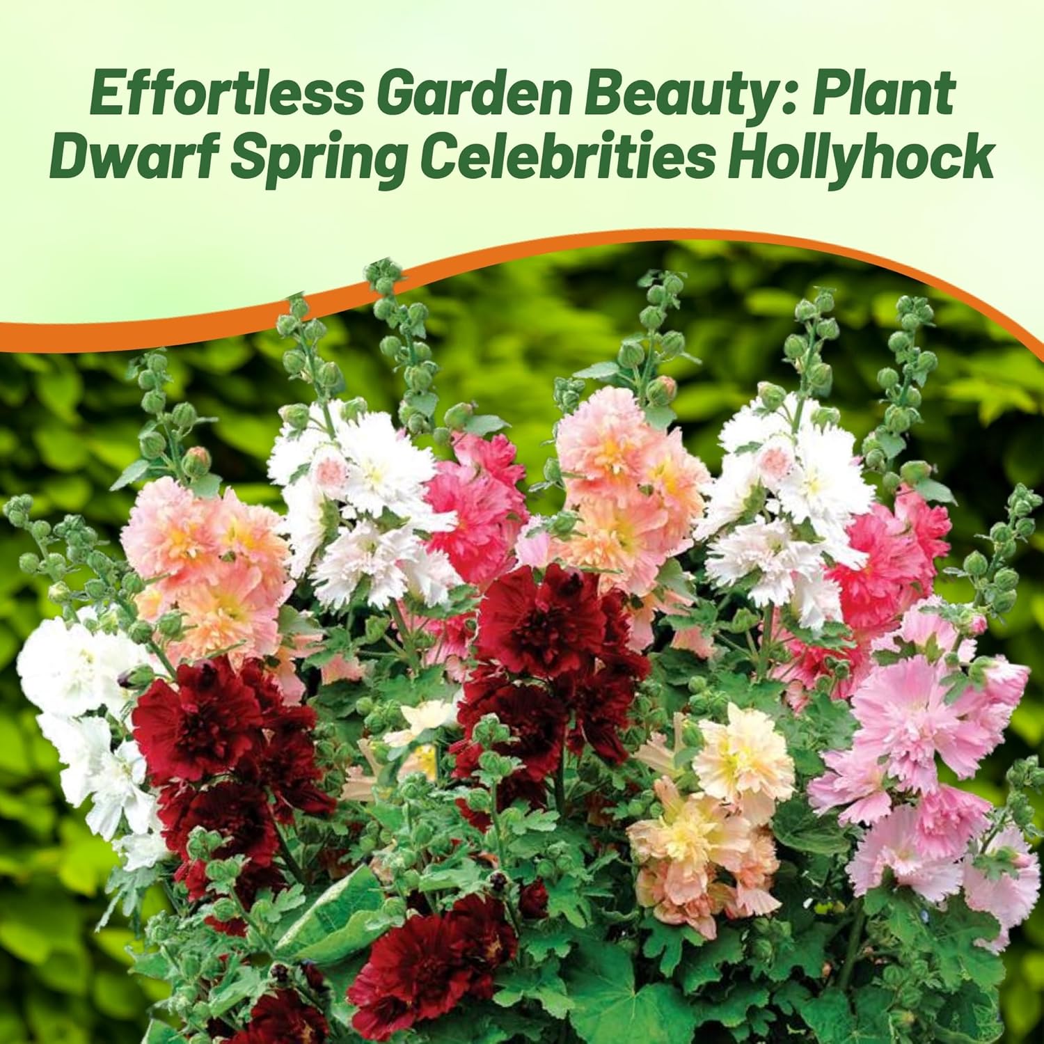 Hollyhock Spring Celebrities Cut Flower Mix