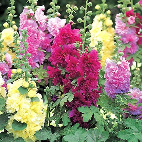 Hollyhock Spring Celebrities Raised Bed Mix