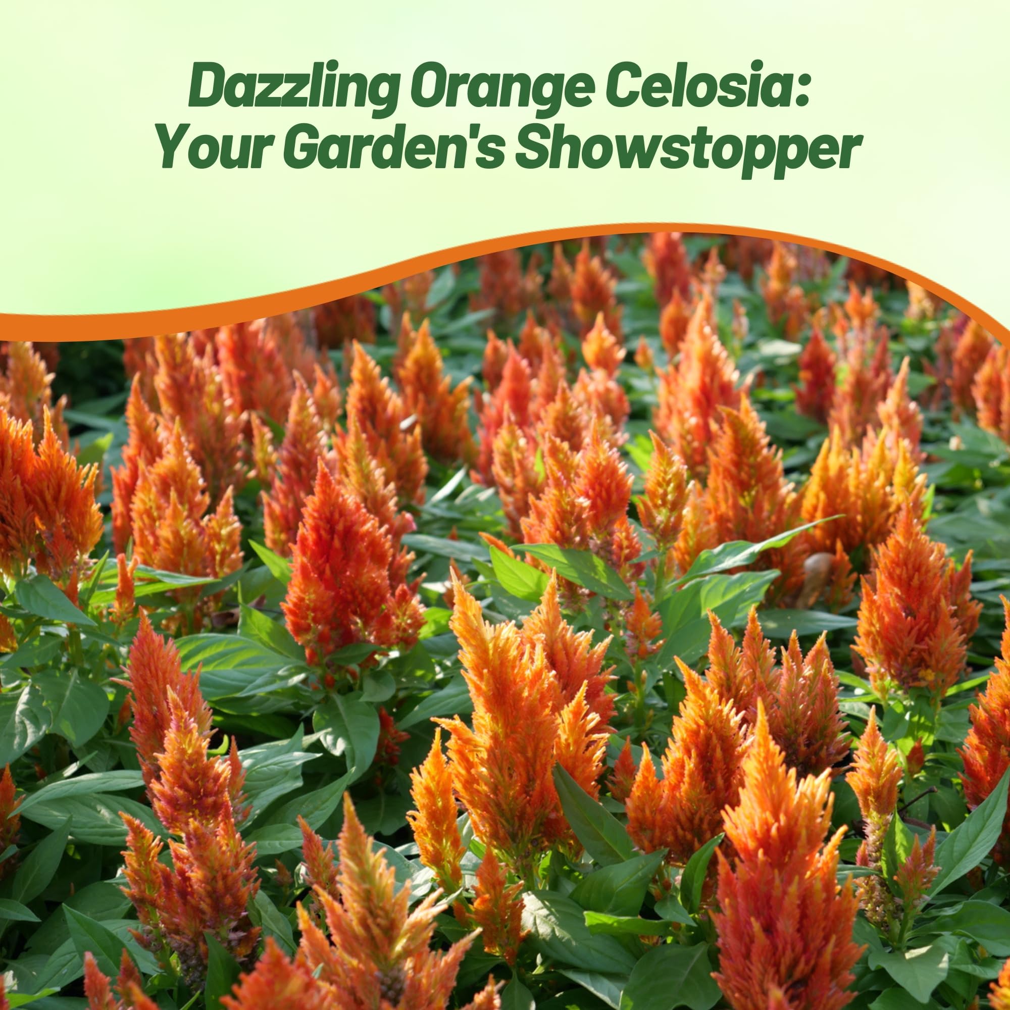 Celosia Plumosa Orange Seed Packet