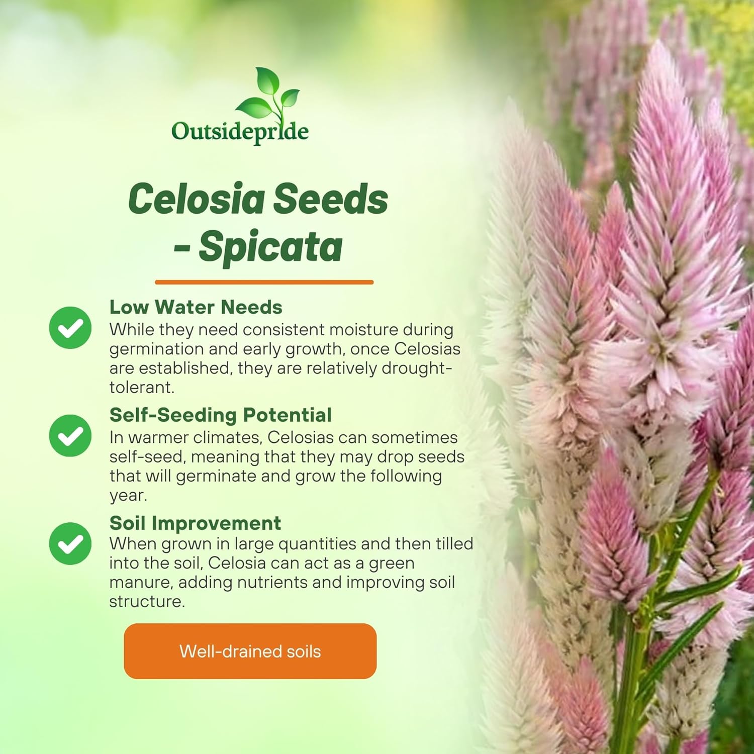 Celosia Spicata Flamingo Cut Flowers
