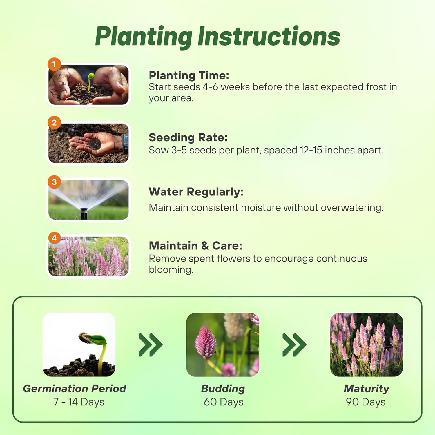 Celosia Spicata Flamingo Planting Directions