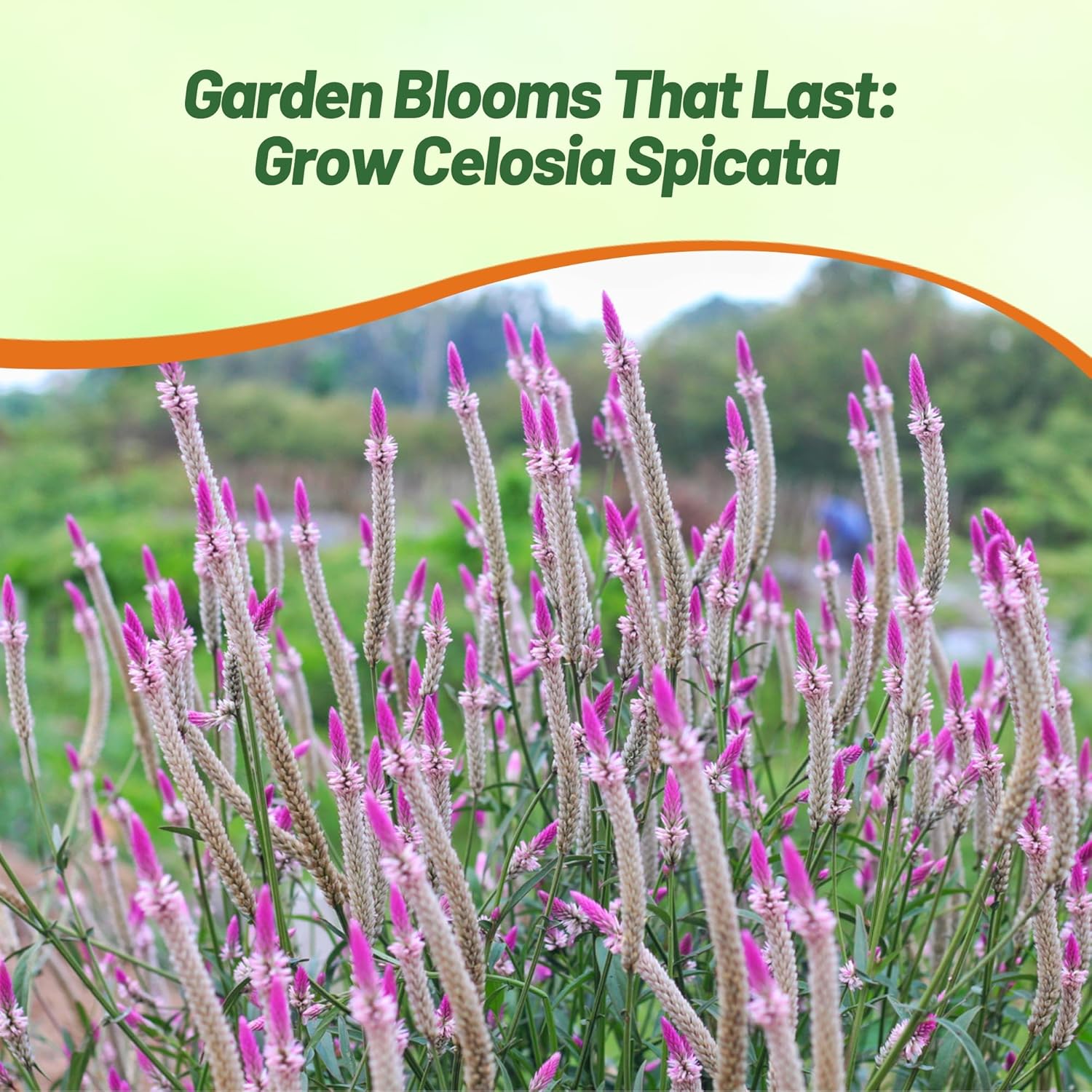 Celosia Spicata Flamingo Garden Flower
