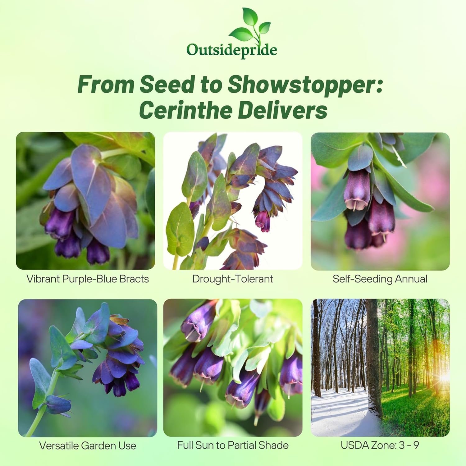 Cerinthe Major Purpurascens Honeywort