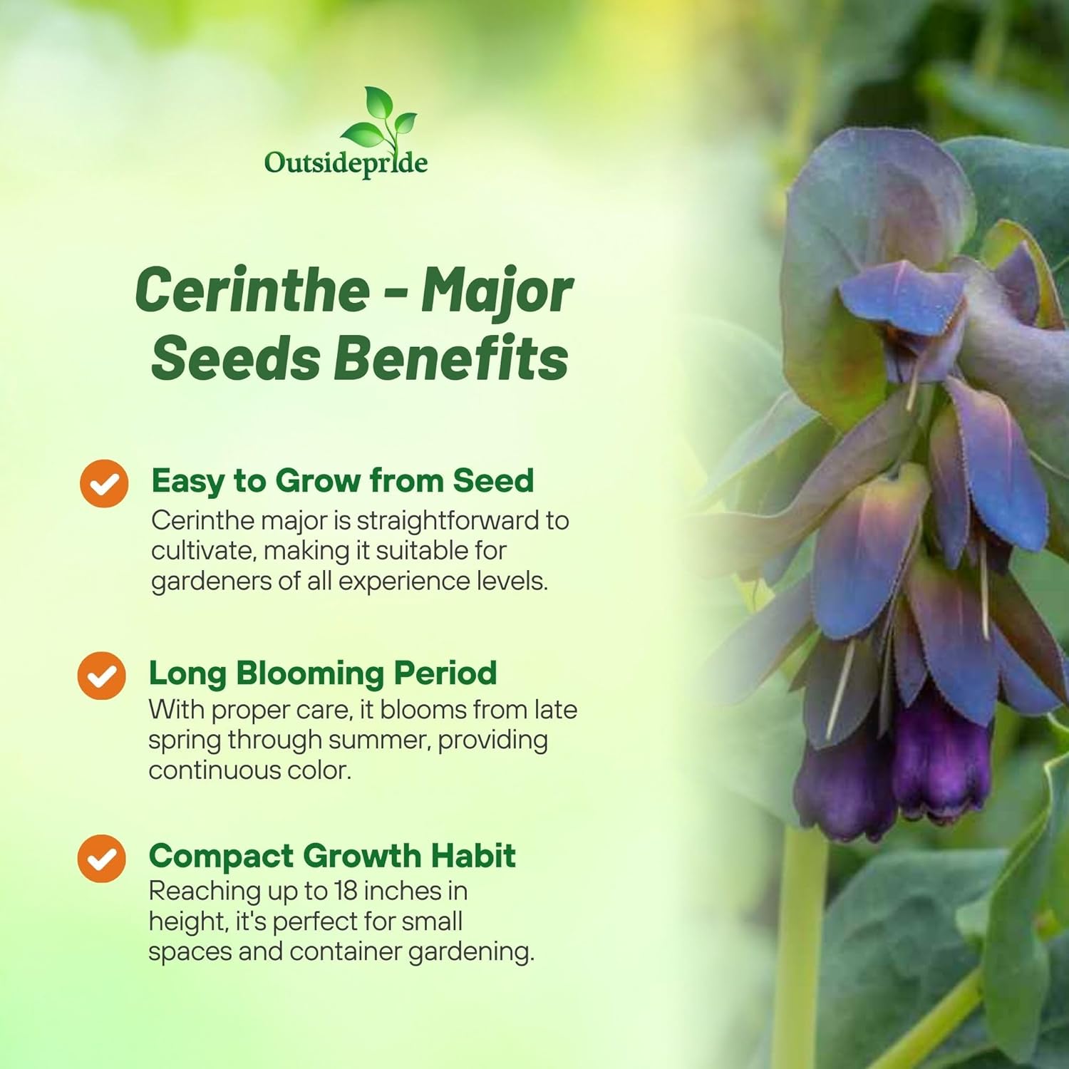 Honeywort Decorative Plant