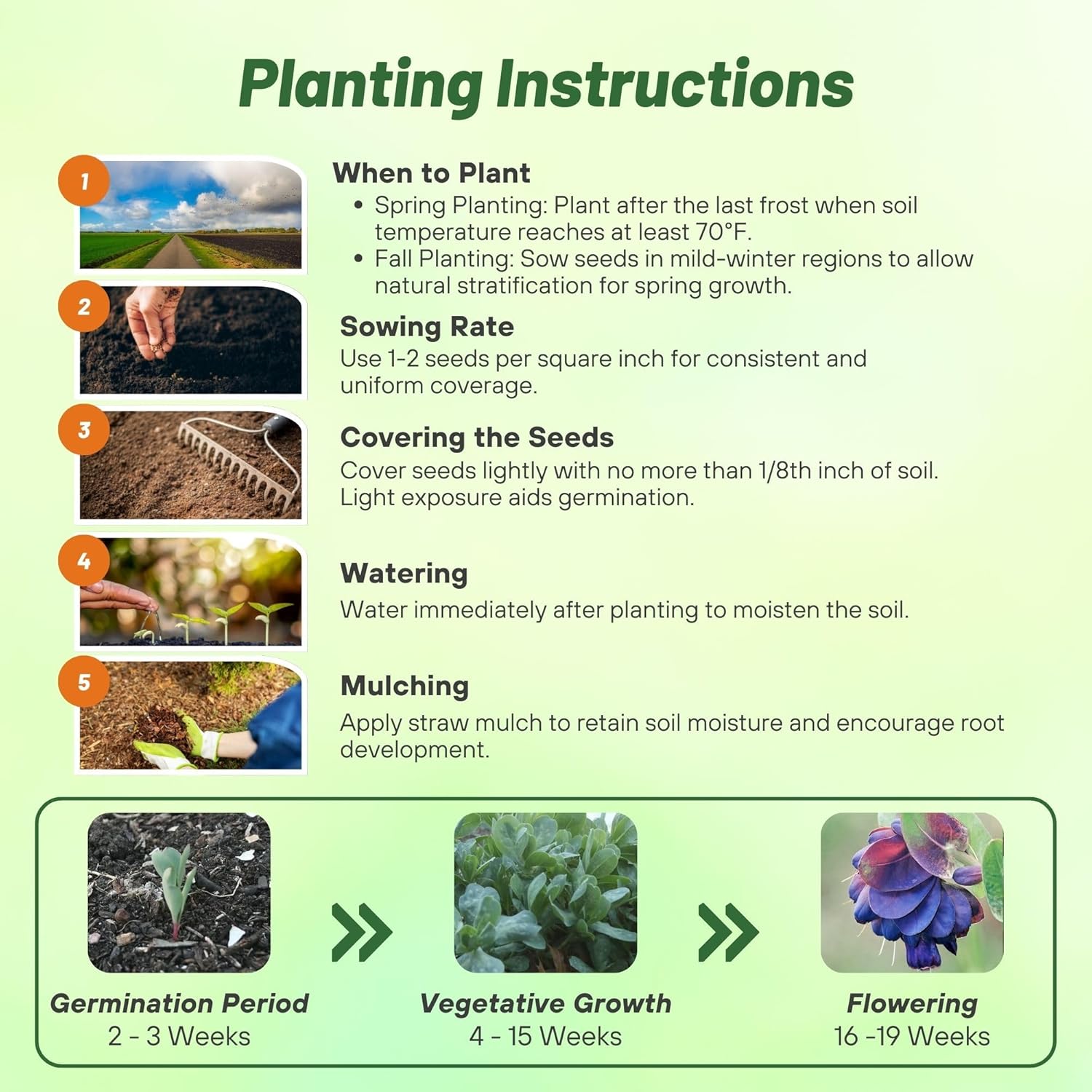 Honeywort Seed Planting Directions