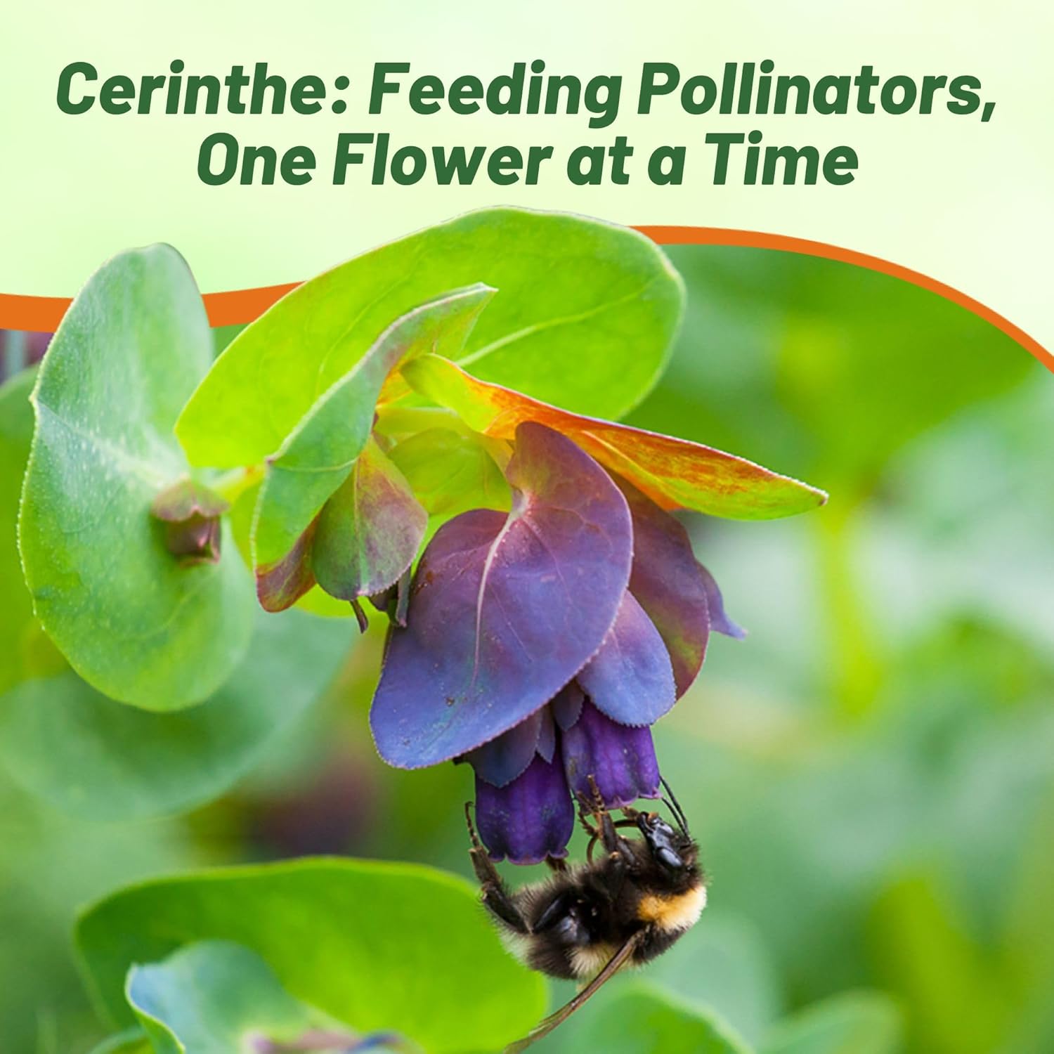Honeywort Pollinating Flowers
