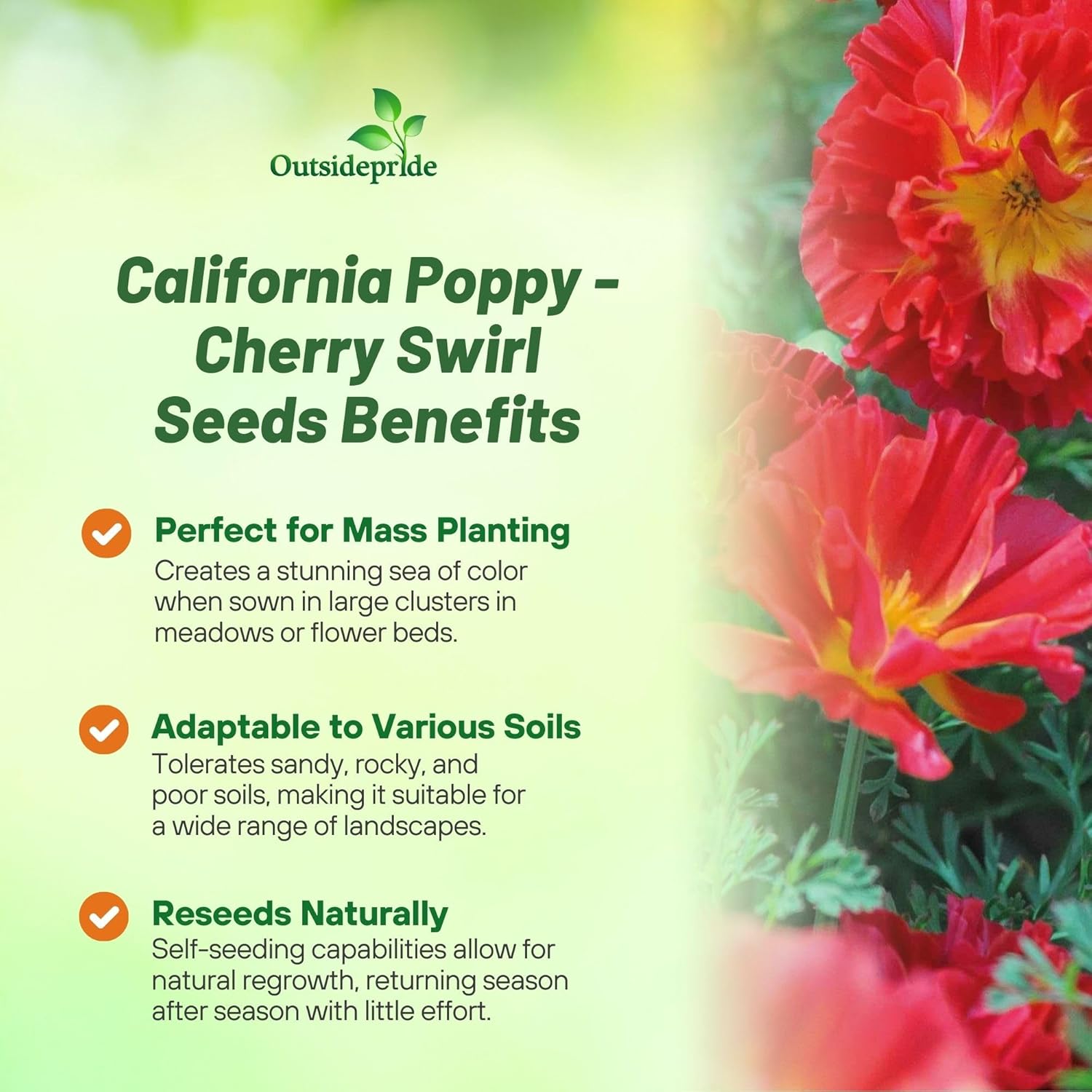 California Poppy Cherry Swirl Pollinator