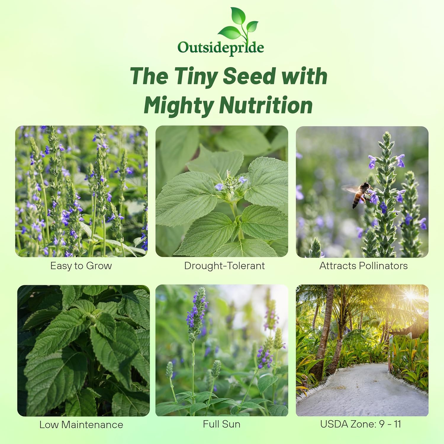 Perennial Chia Herb Garden Seeds