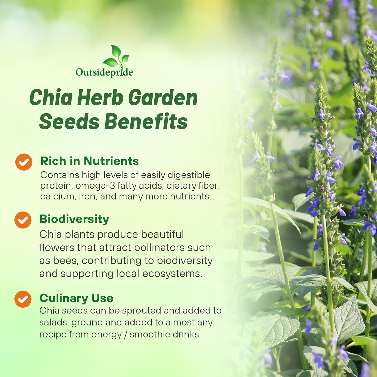 Salvia Hispanica Chia Plant Seeds