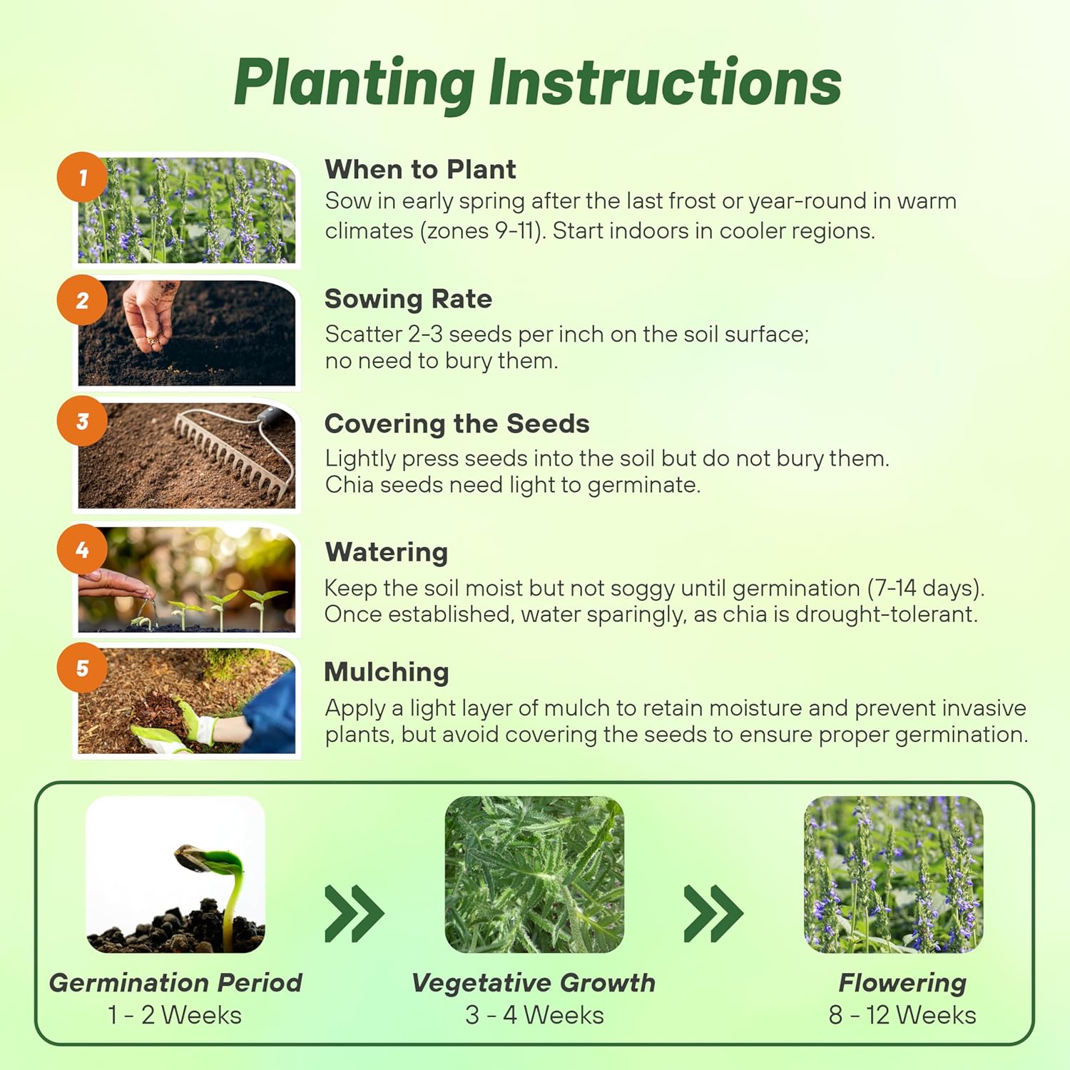 Perennial Chia Seed Planting Directions