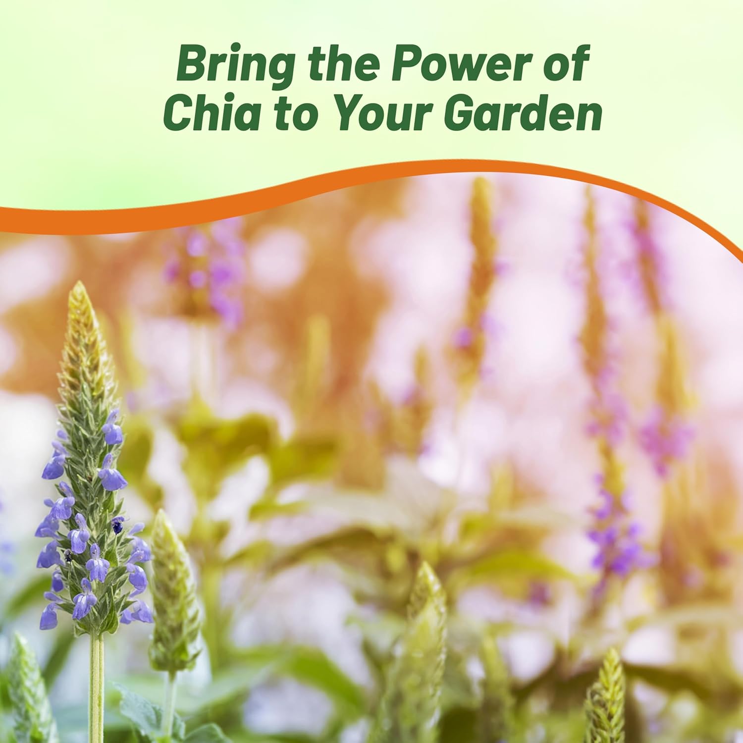 Drought Tolerant Chia Plant Seeds