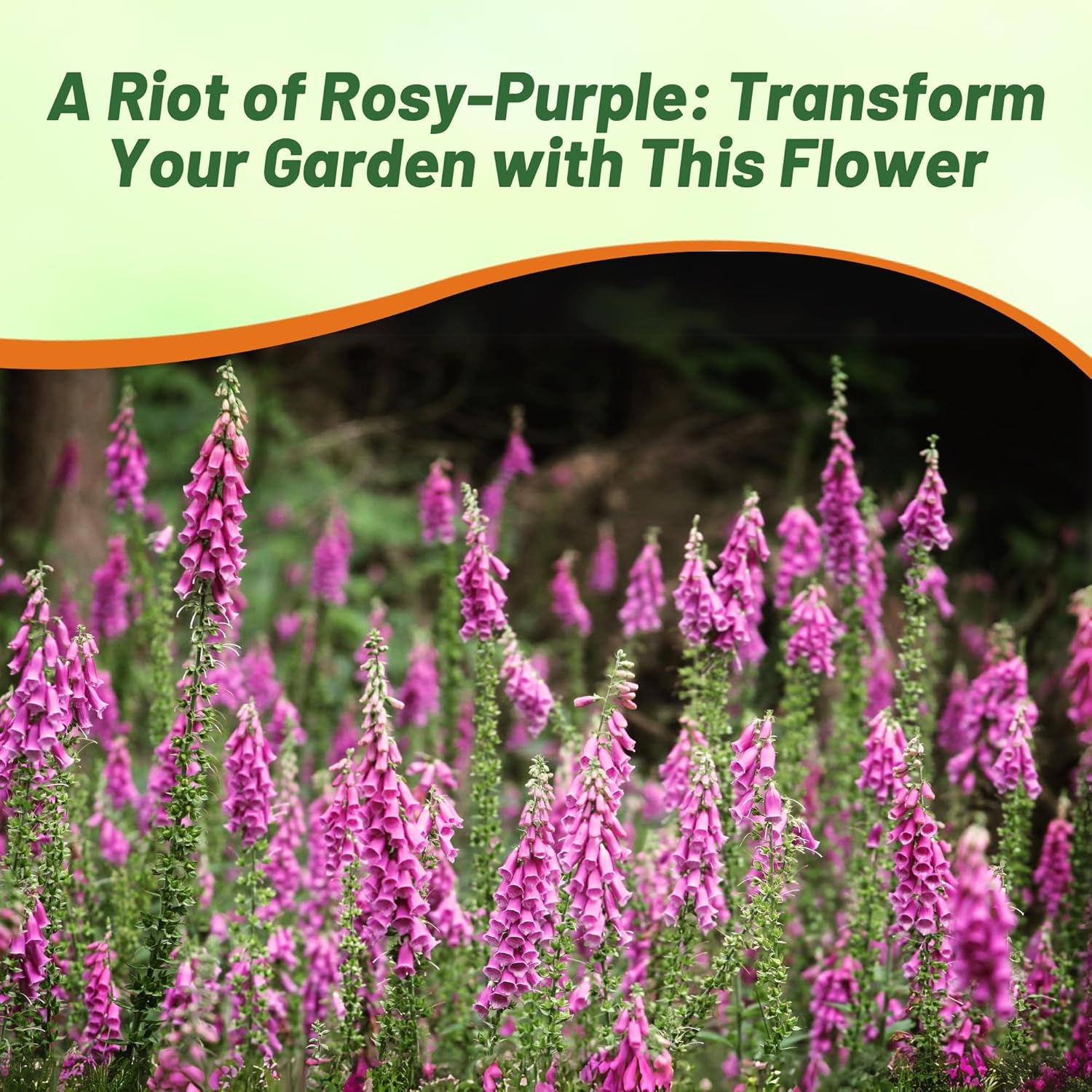 Chinese Foxglove Pollinating Cut Flowers