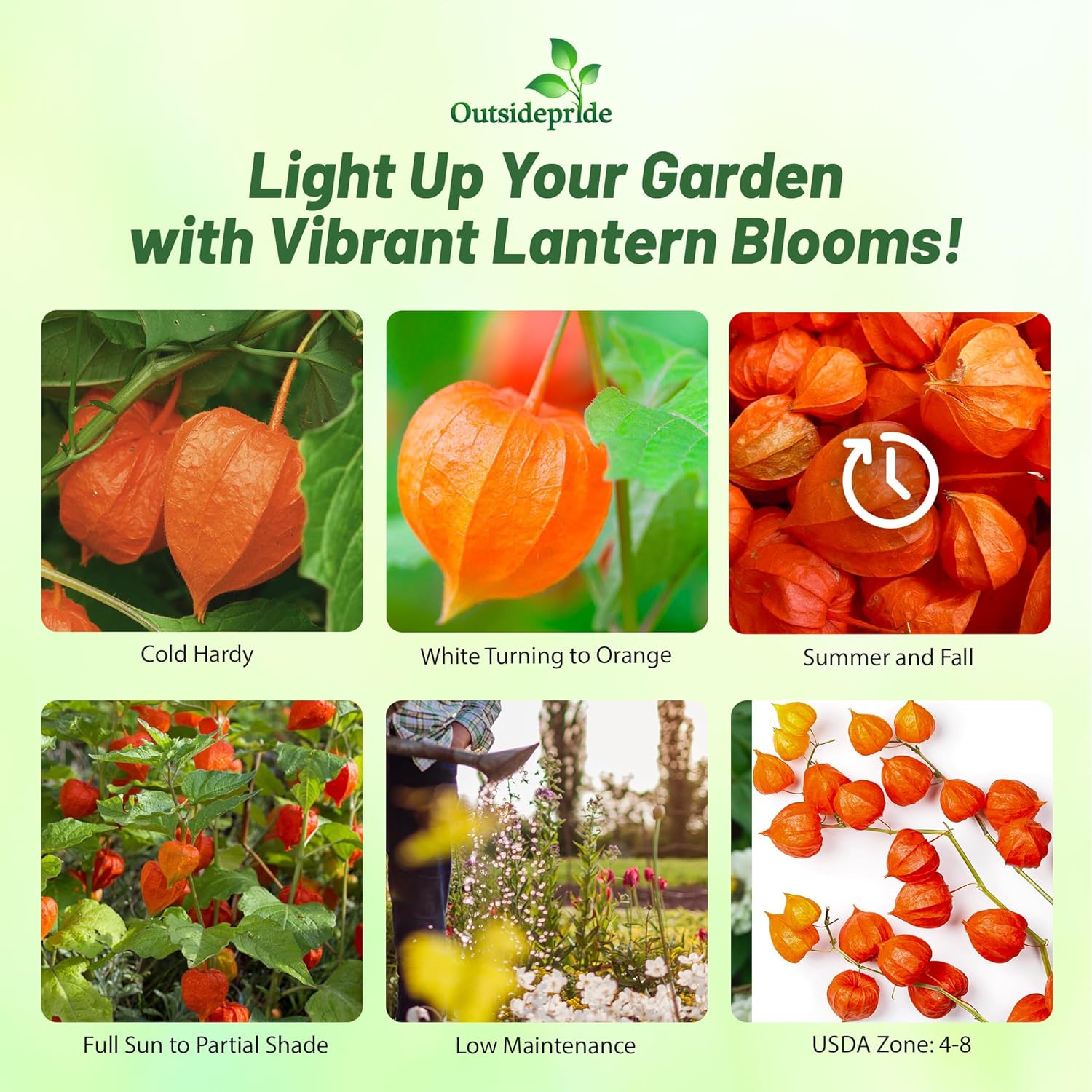 Physalis Alkekengi Flowers