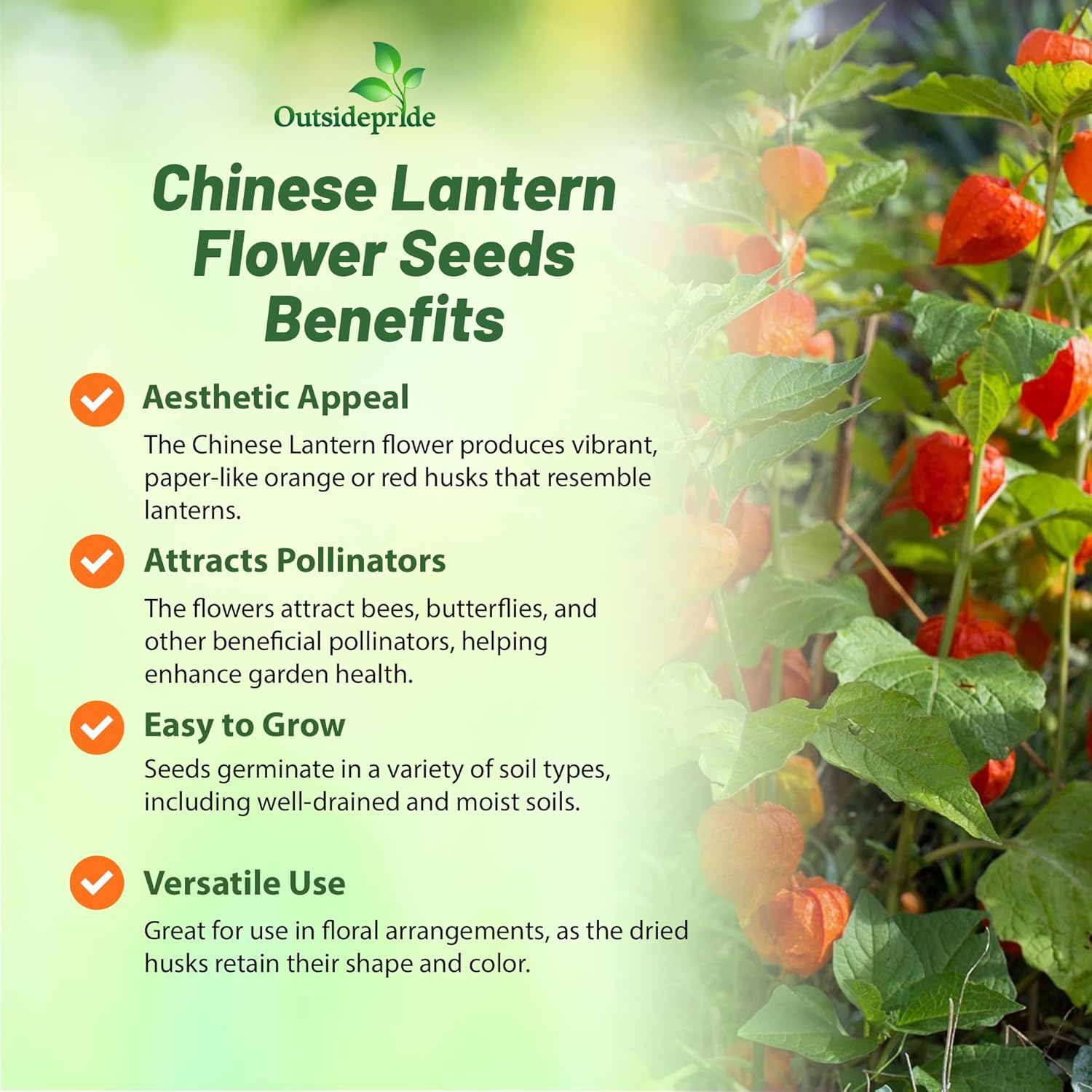 Chinese Lantern Flower Pods