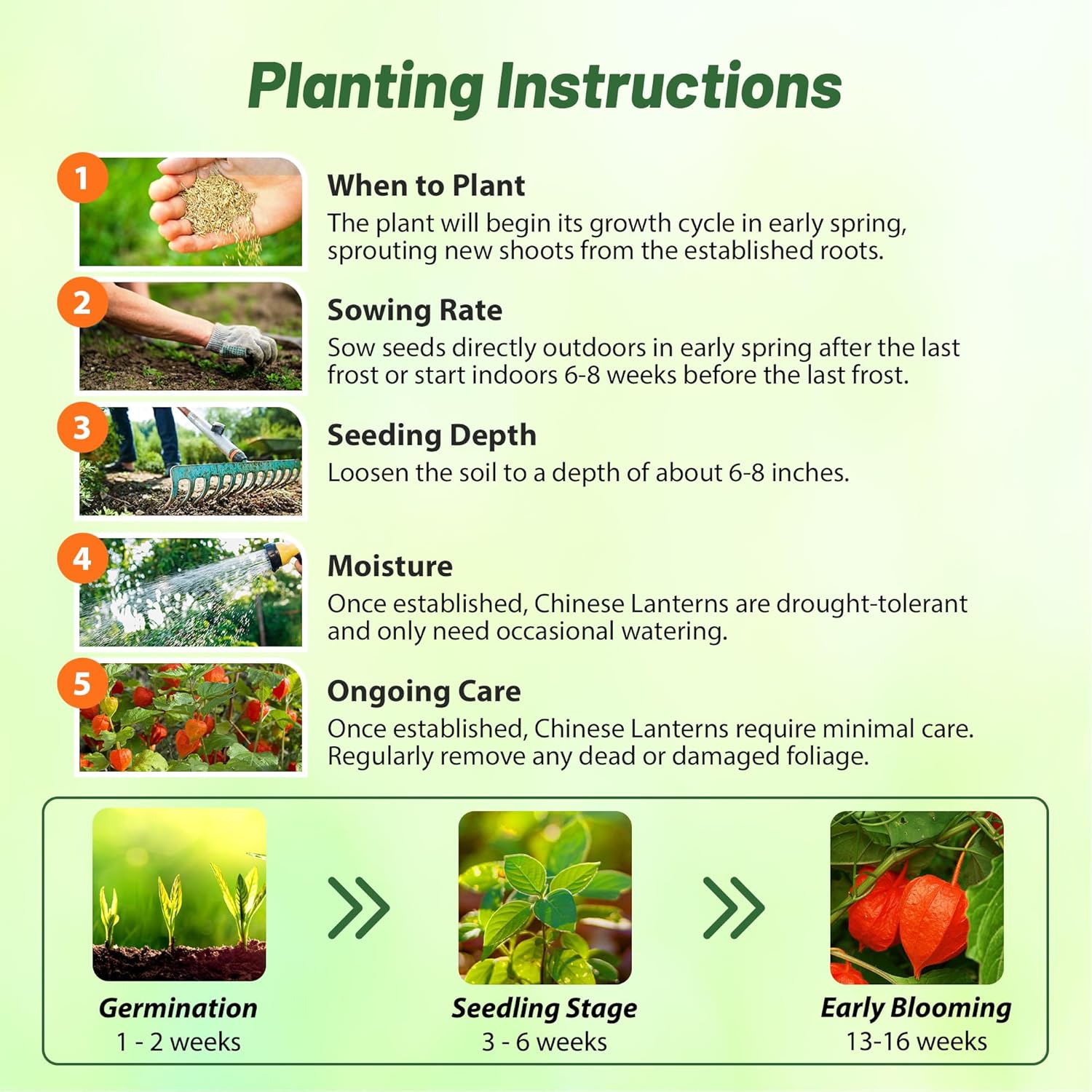 Chinese Lantern Flower Planting Directions