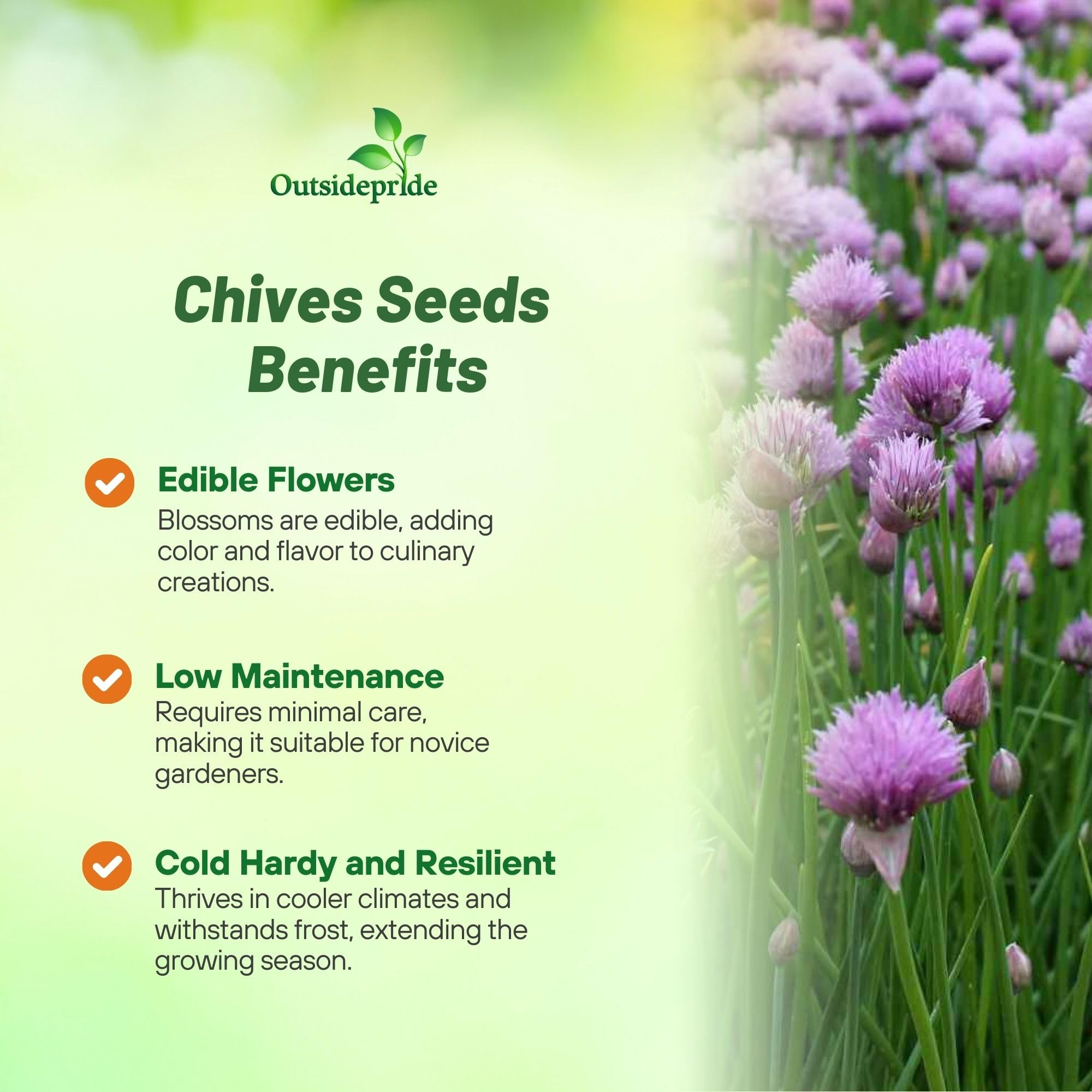 Chives Planting Directions