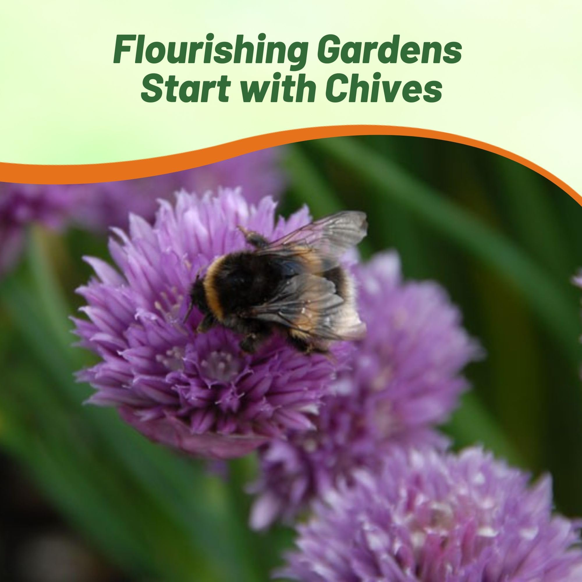 Chives Herb Garden