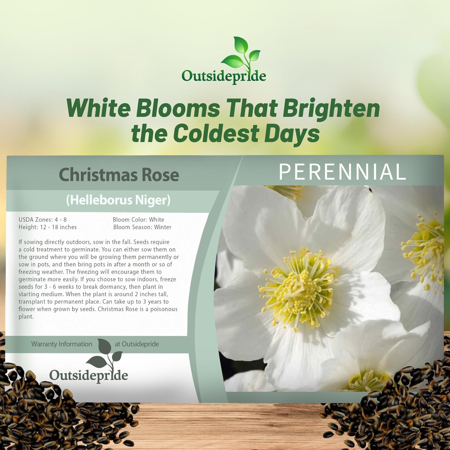 Christmas Rose Flower Seed Packet