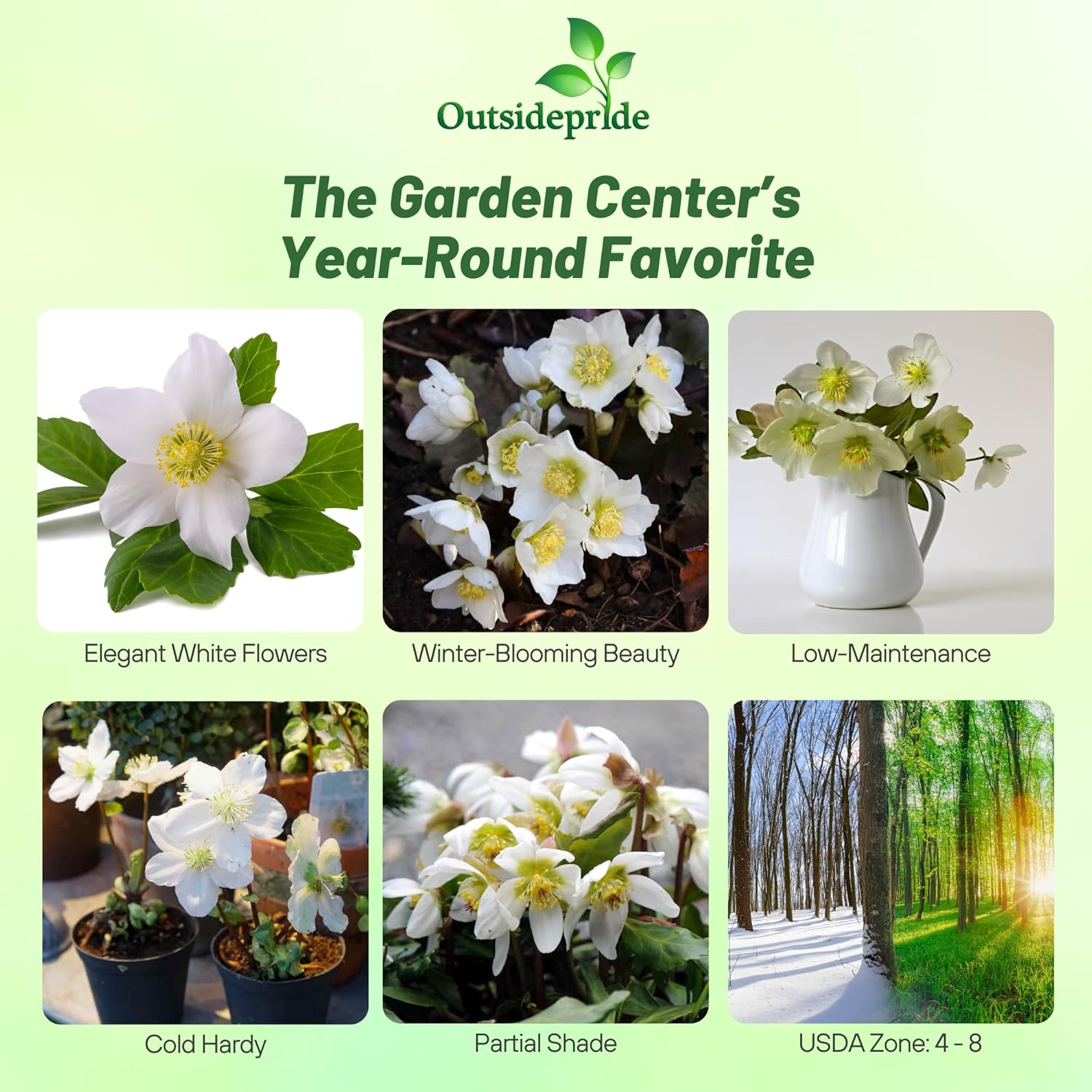 Helleborus Niger Garden Flowers