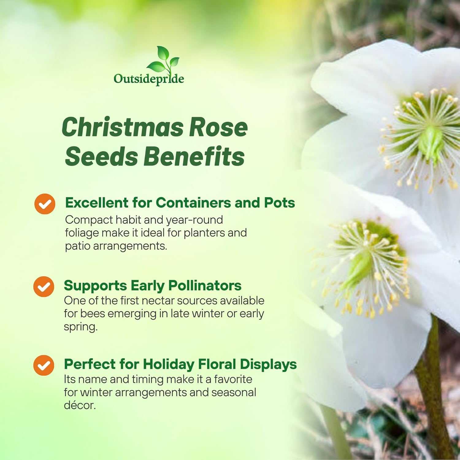 Christmas Rose Garden Flowers