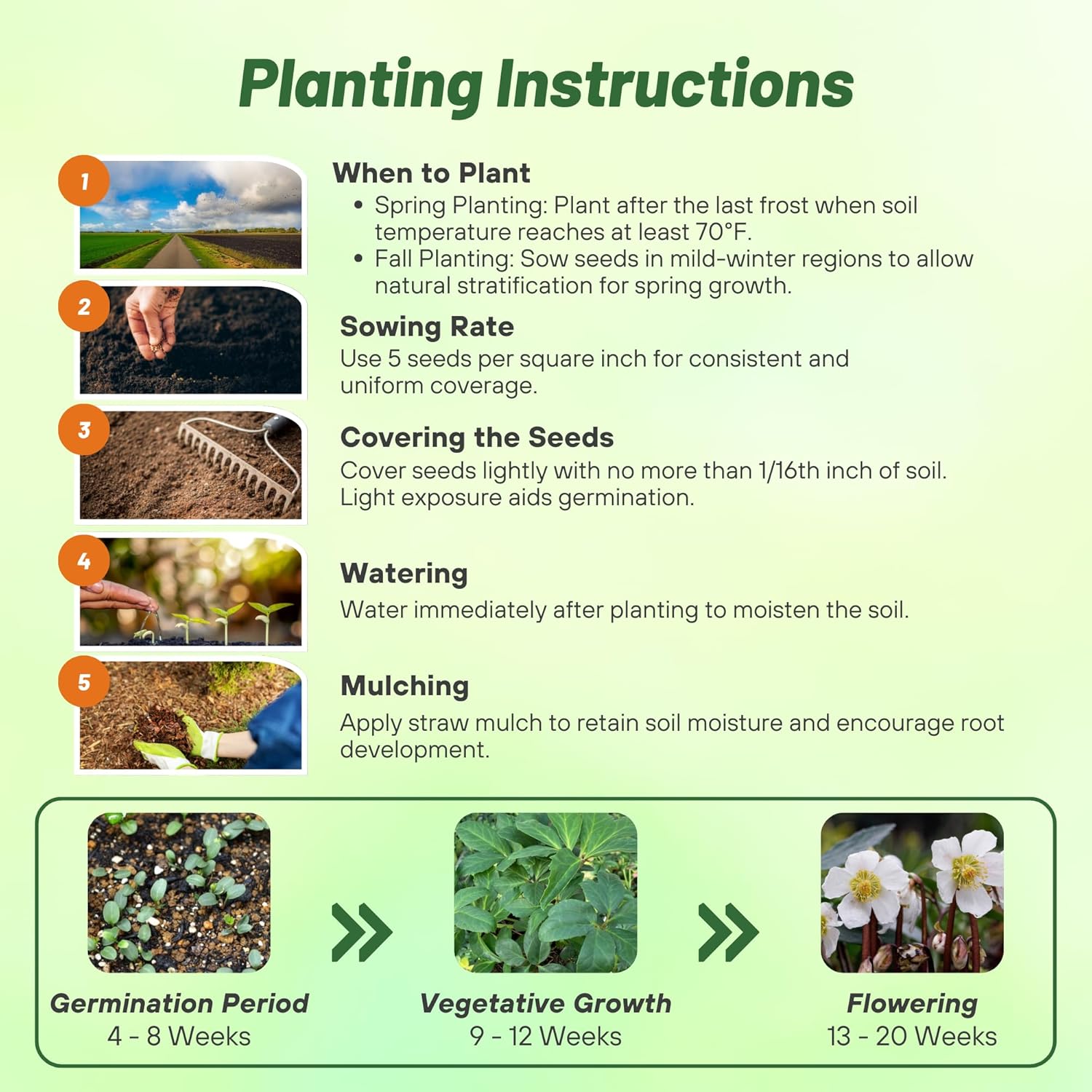 Christmas Rose Seed Planting Directions