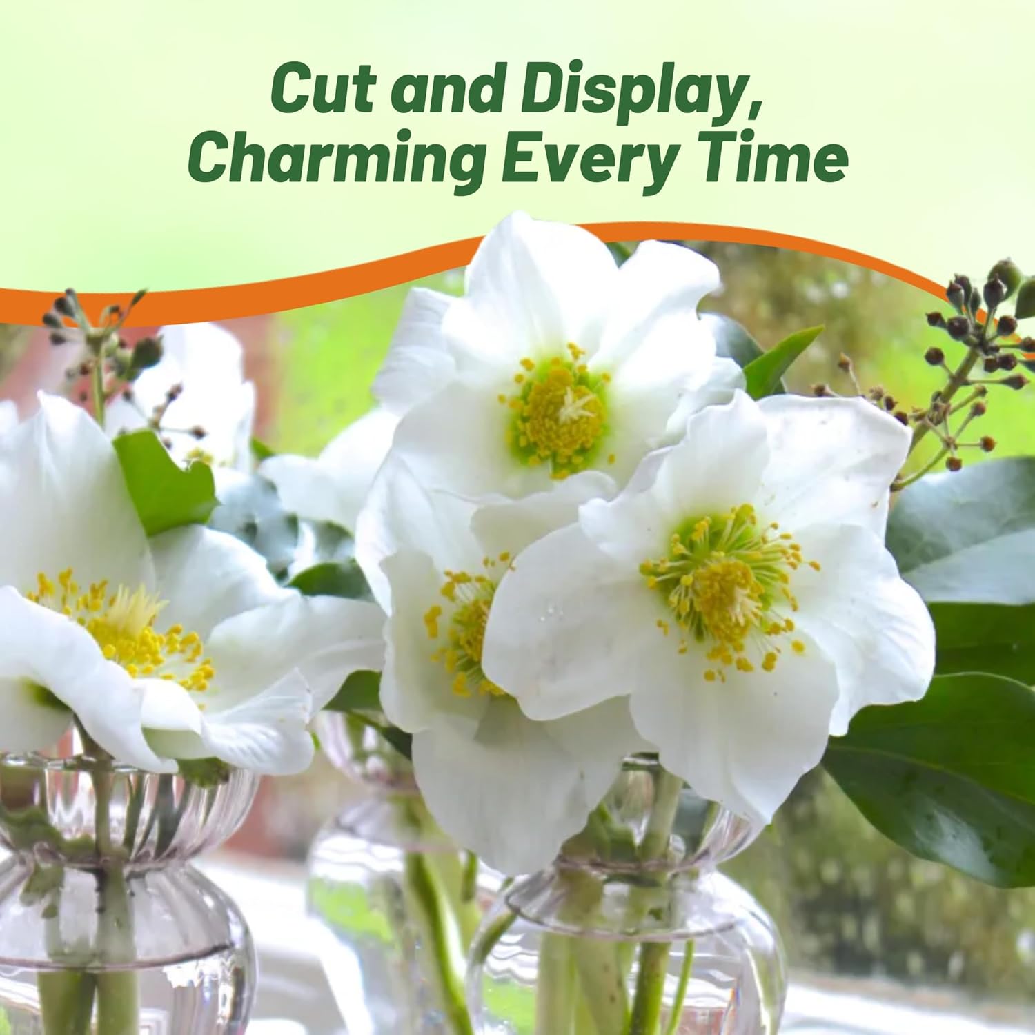 Christmas Rose Indoor House Plant