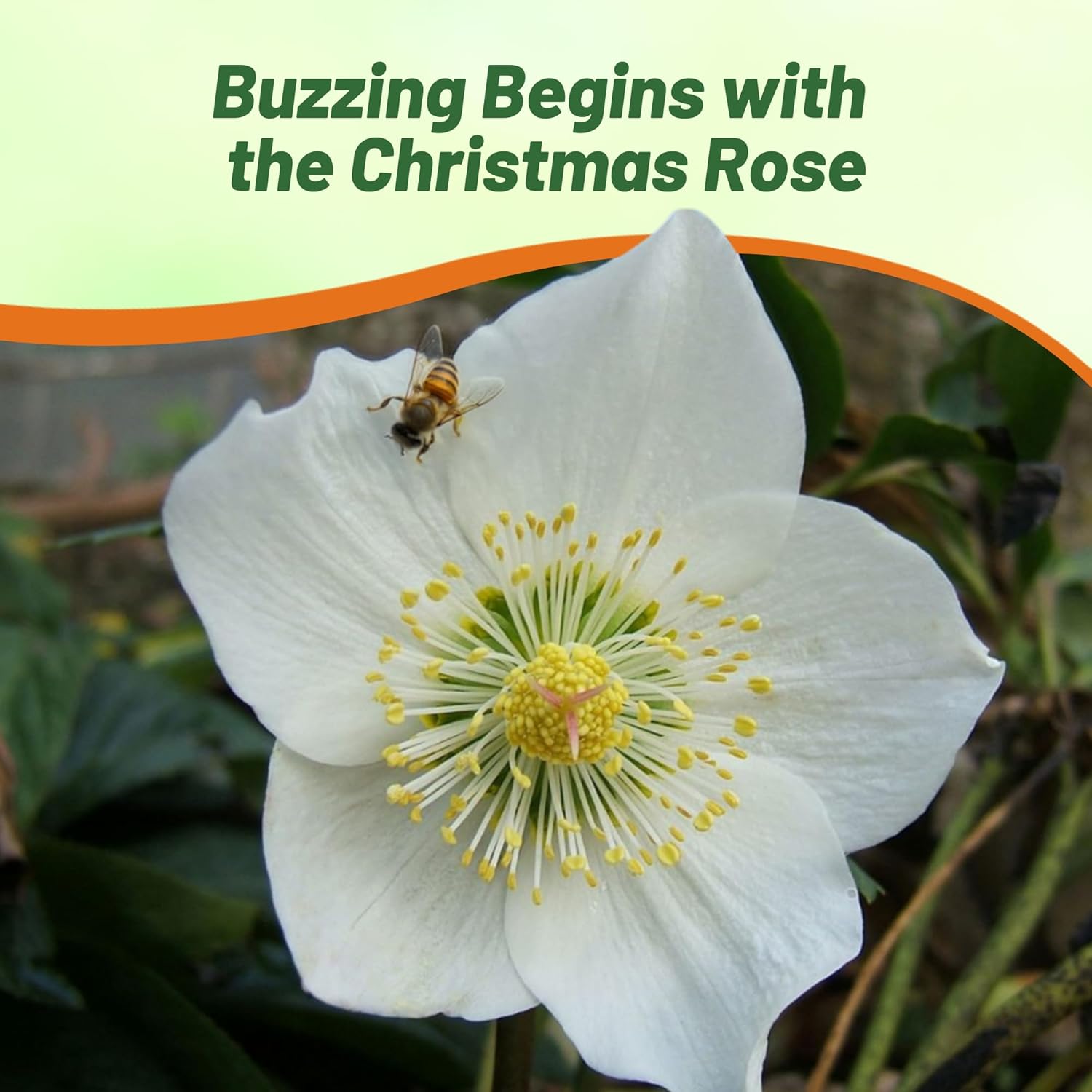 Christmas Rose Pollinating Cut Flowers