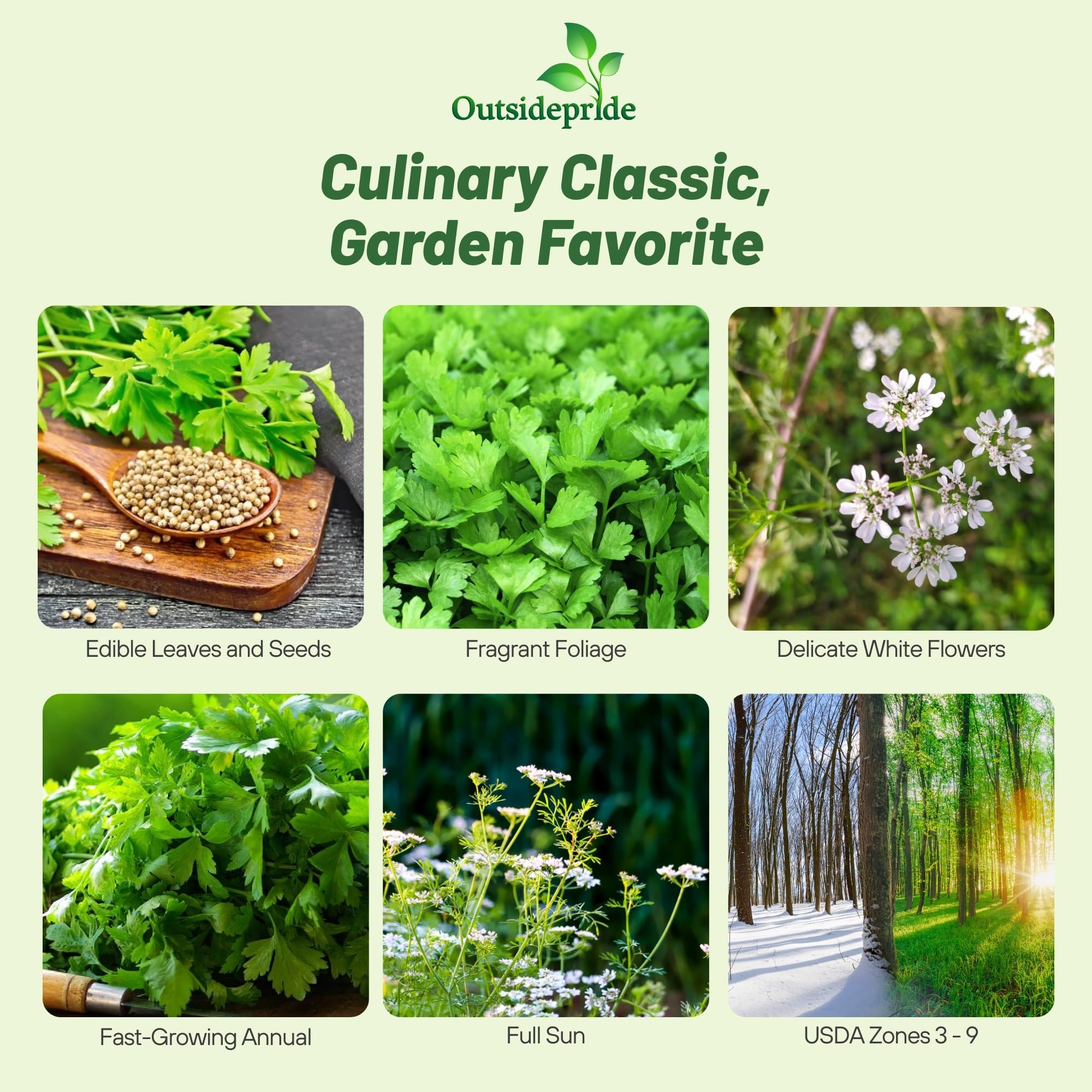 Cilantro Herb Garden