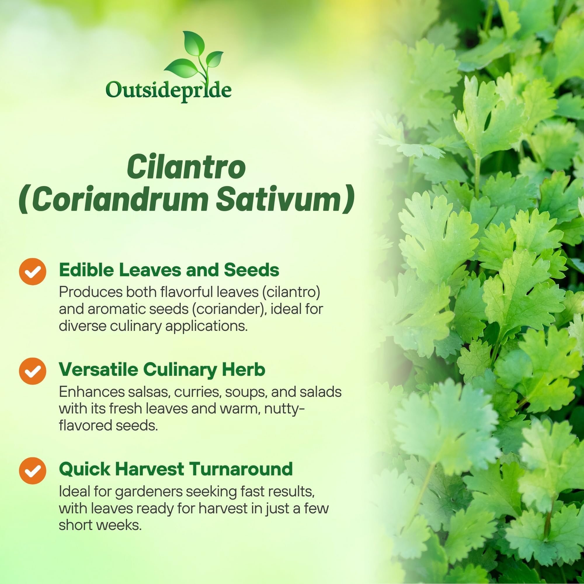 Cilantro Herbs For Cooking class=