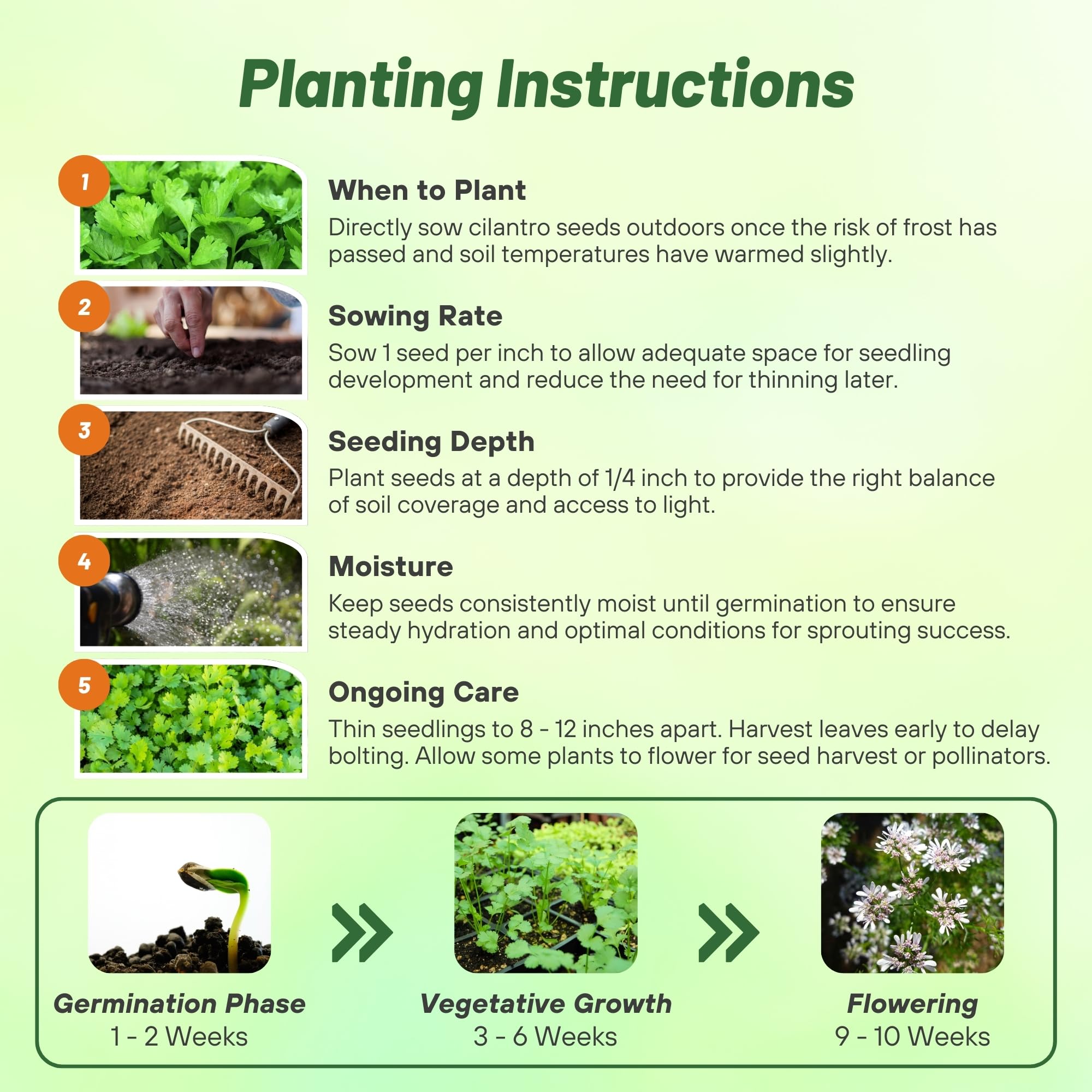 Culinary Cilantro Herb Seeds