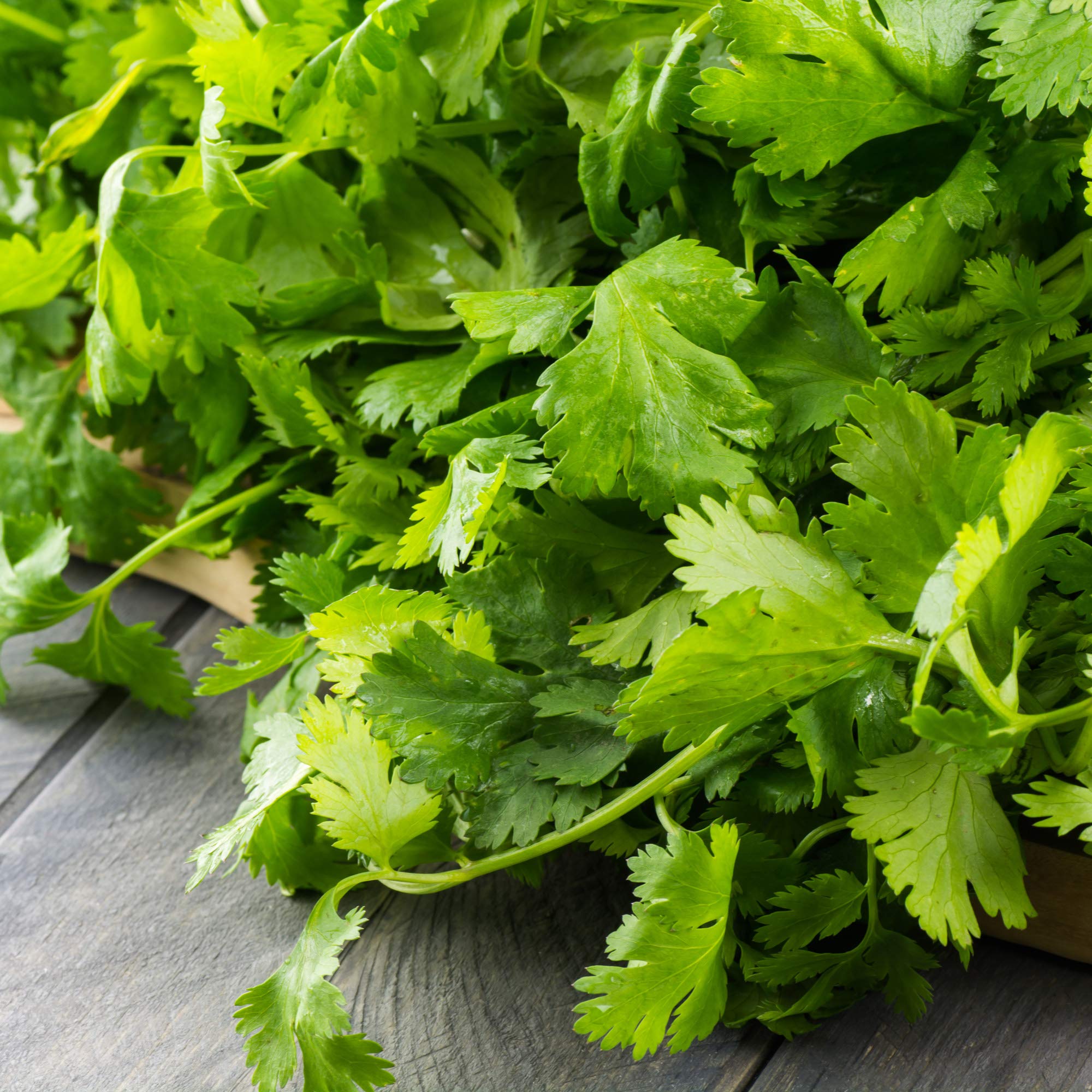 Fresch Cut Cilantro Leaves