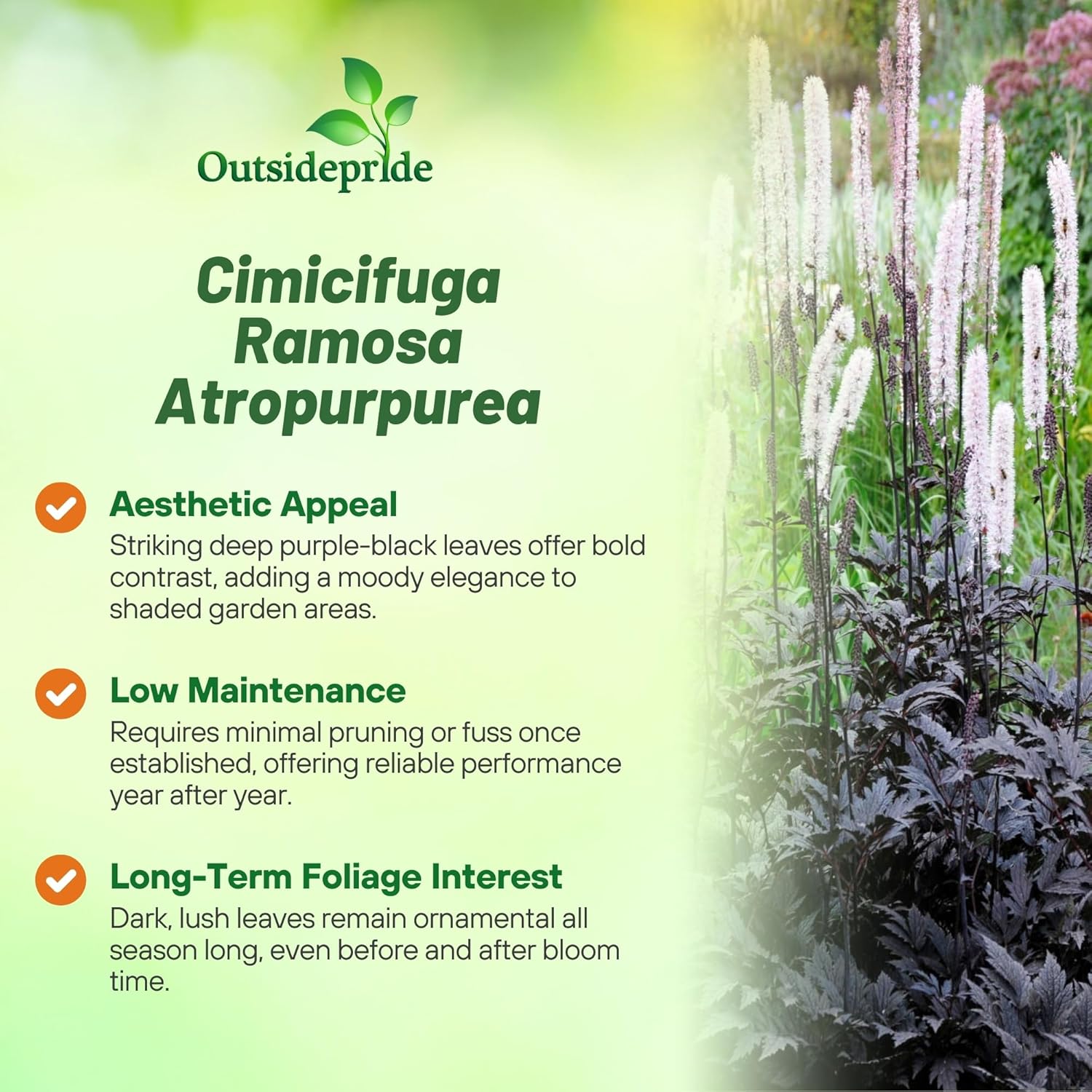 Cimicifuga Landscaping Border