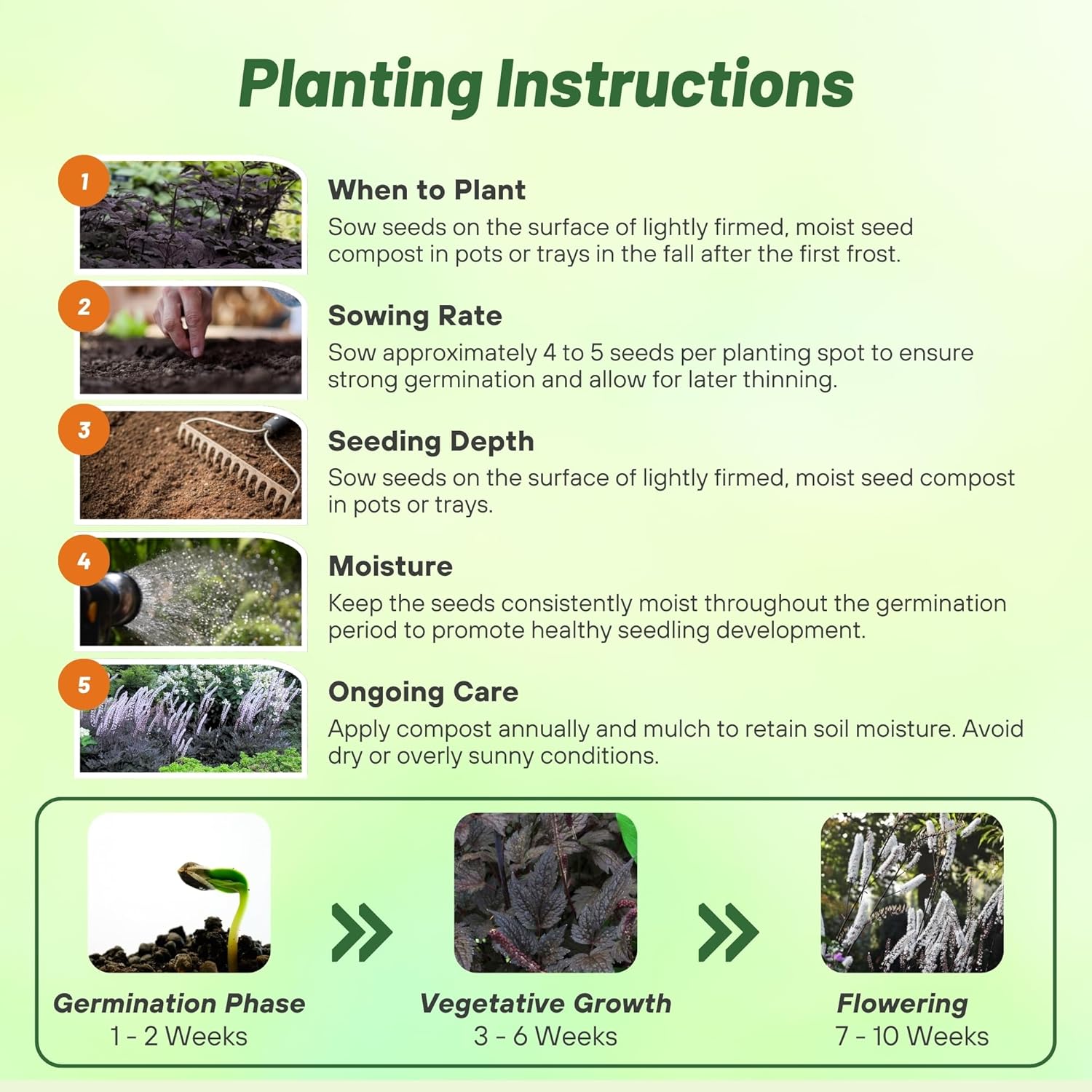 Cimicifuga Seed Planting Directions