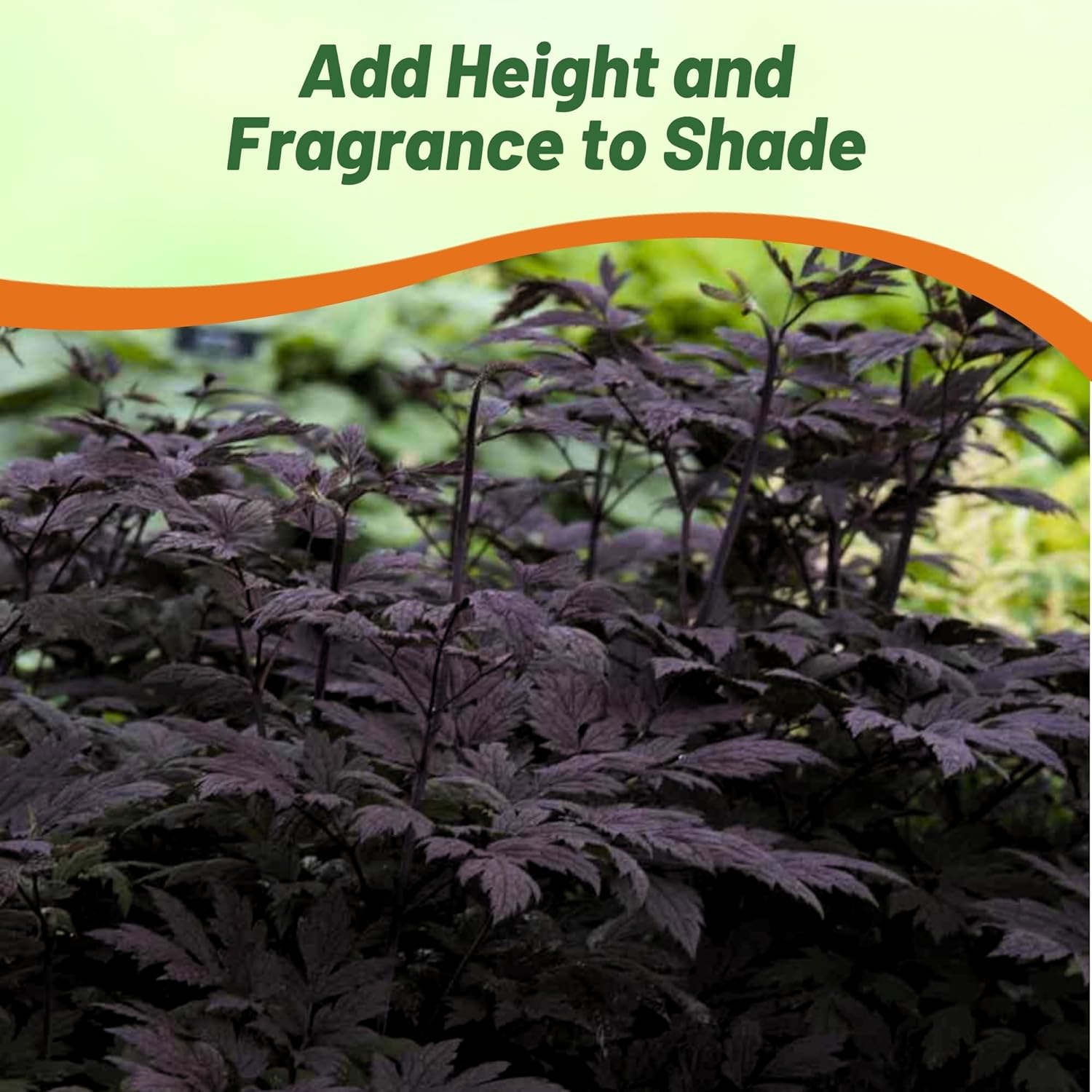 Cimicifuga Dark Purple Foliage Plant